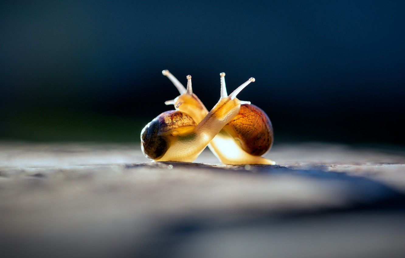 Wallpaper macro, light, love, blue, yellow, pose, the dark background, romance, two, cute, snail, snails, friendship, pair, a couple, Duo image for desktop, section макро