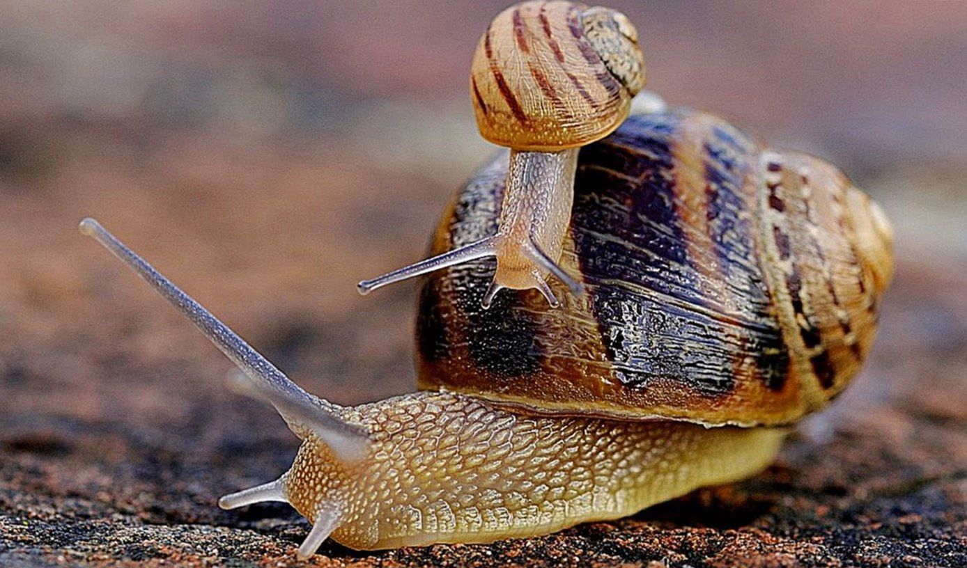 Cute Snail With Baby Snail Wallpaper Wallpaper & Background Download