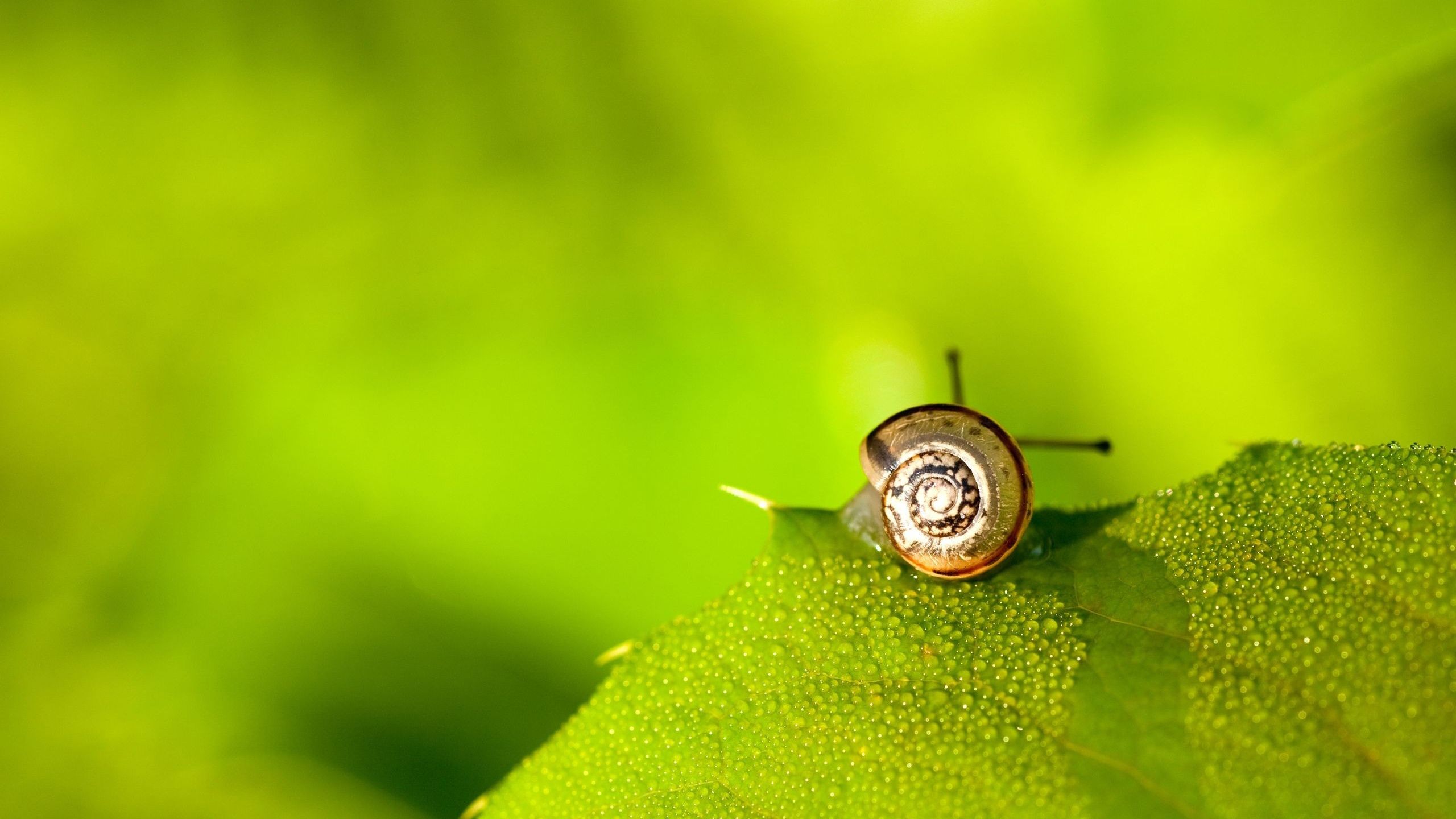 Cute Snail Picture