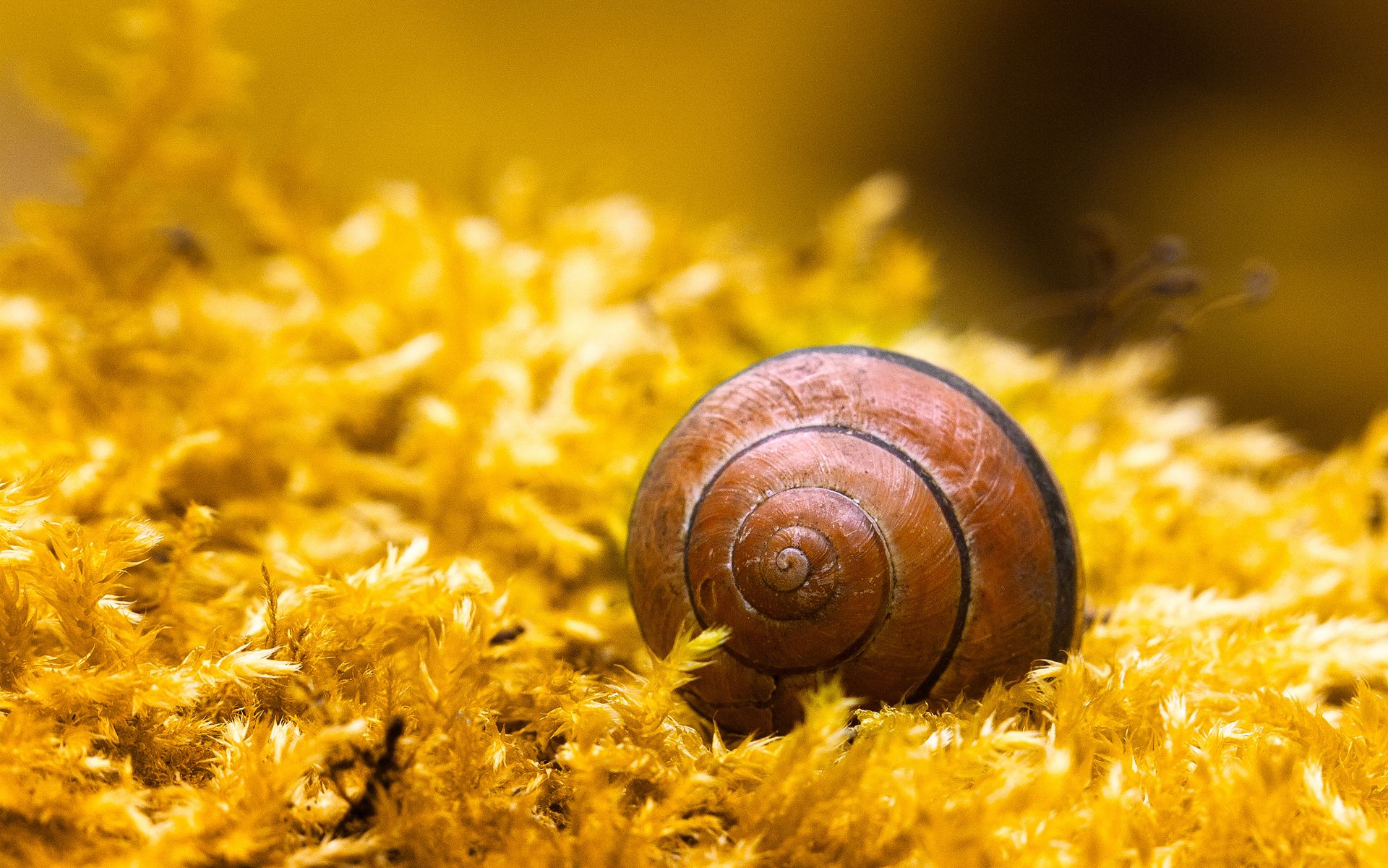 Cute Snail Wallpaper