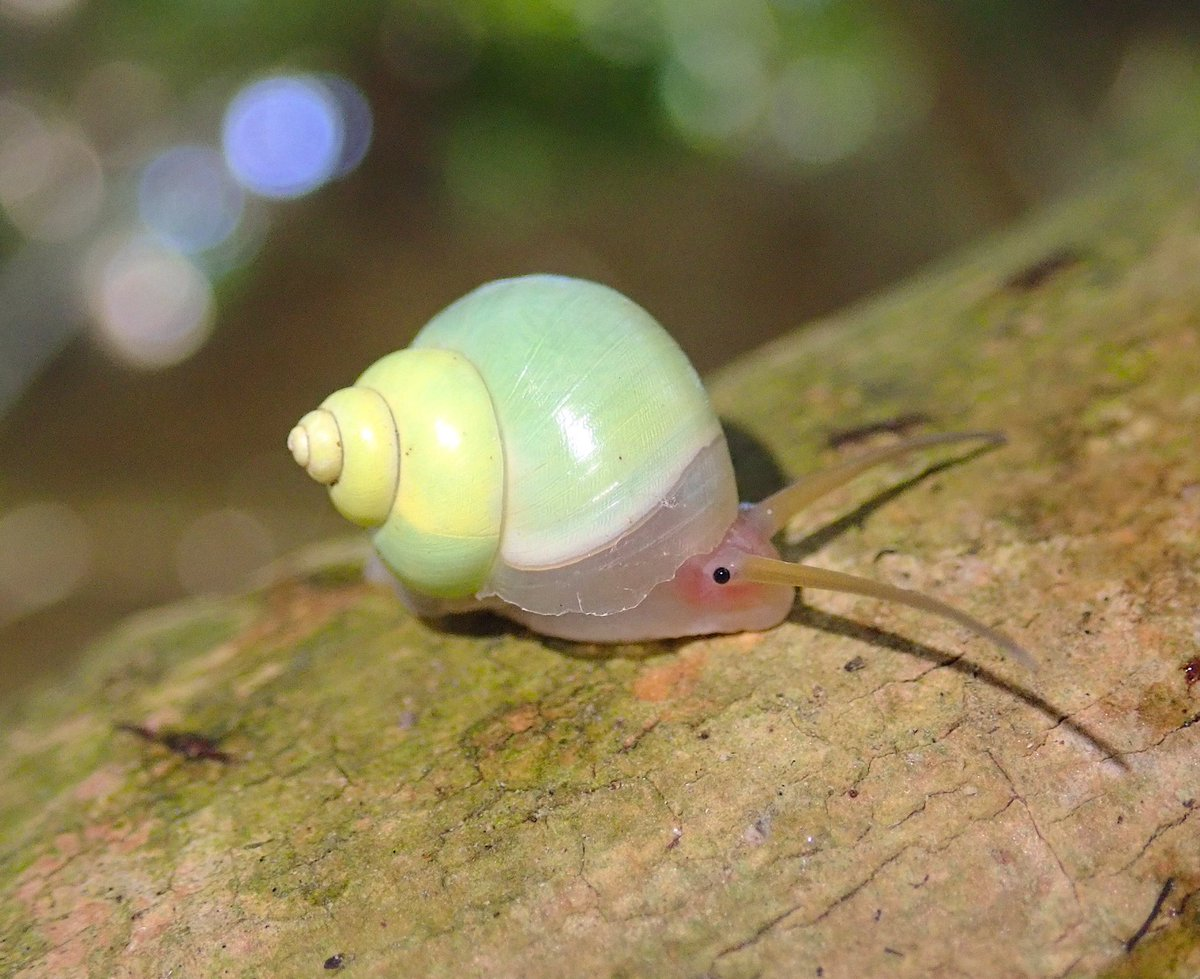 Cute Snails Wallpapers Wallpaper Cave