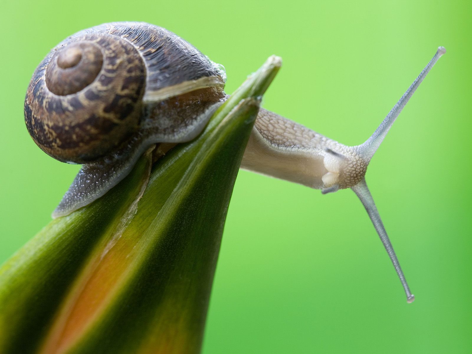 curious snail, curious, home, pretty, snail. Snail, Snails in garden, Animal wallpaper