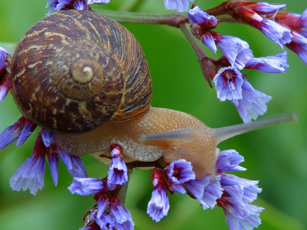 Snail Flower Widescreen Wallpaper 20400