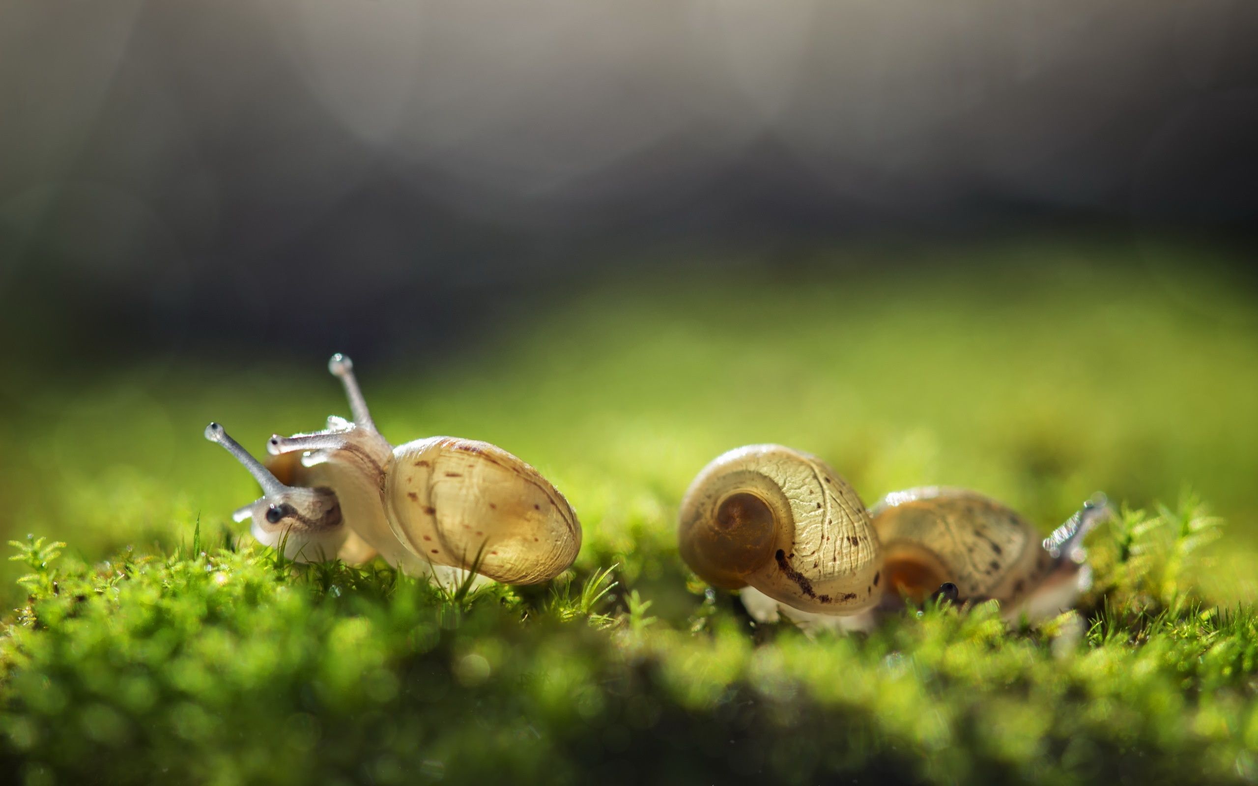Cute Three Snail And Nature Background Wallpaper