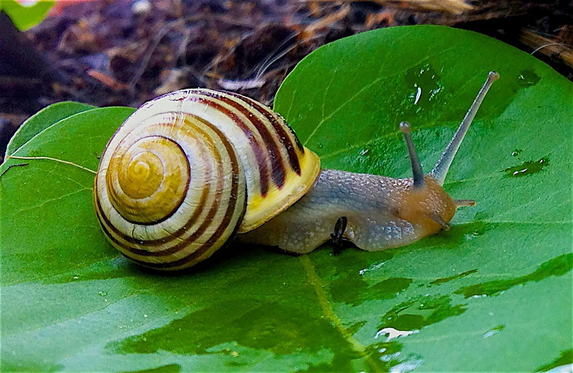 Big Garden Snail Wallpaper In HD Garden Snail HD Wallpaper
