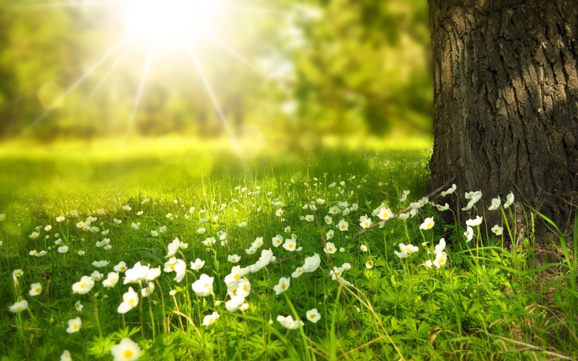Sunny Spring Wallpaper Free Sunny Spring Background