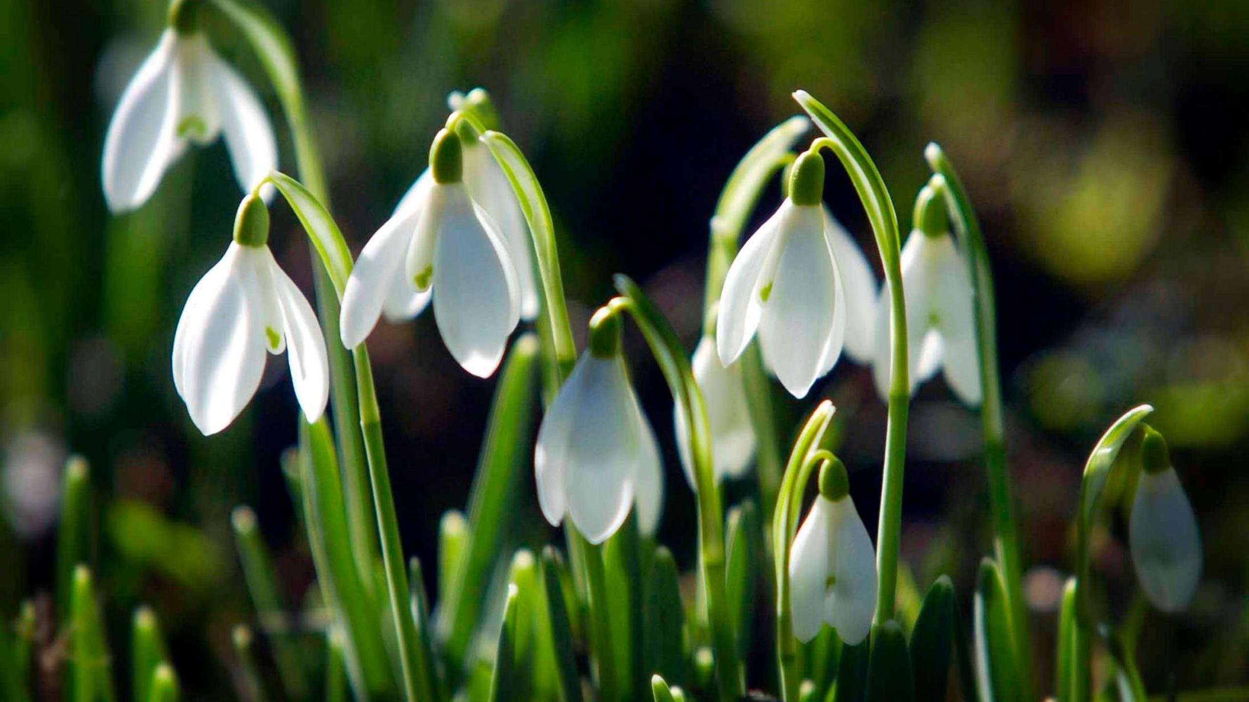 Sunny spring day snowdrops in the nature