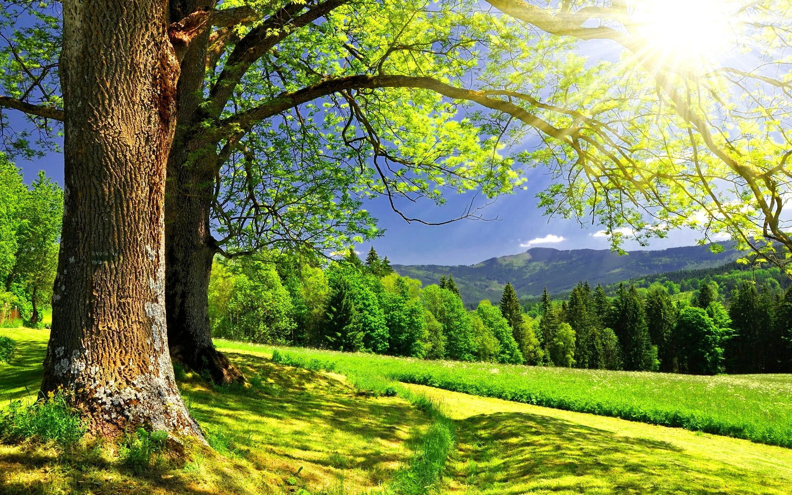 Beautiful Spring Scenery Forest