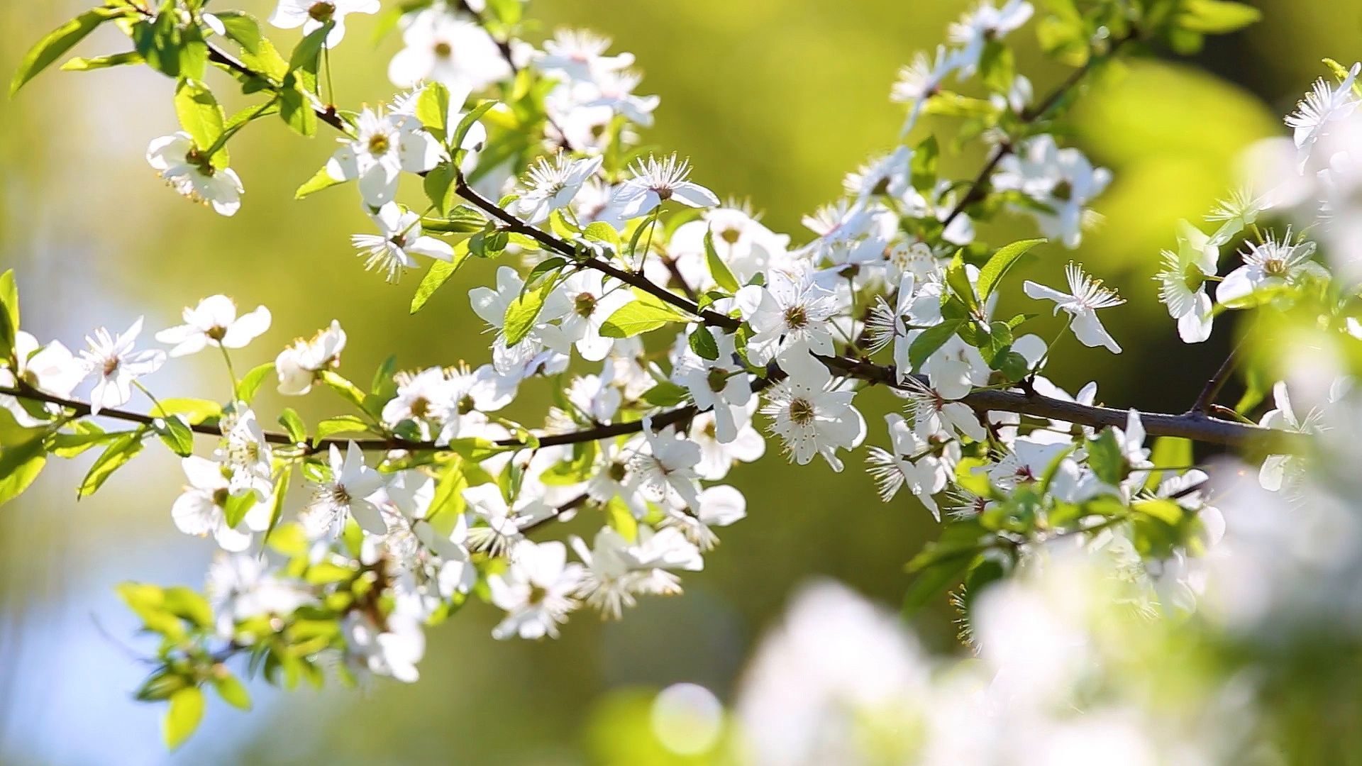 Beautiful sunny spring peaceful nature background Stock Footage, #spring #peaceful#Beautiful#sunny. Nature background, Beautiful, Nature