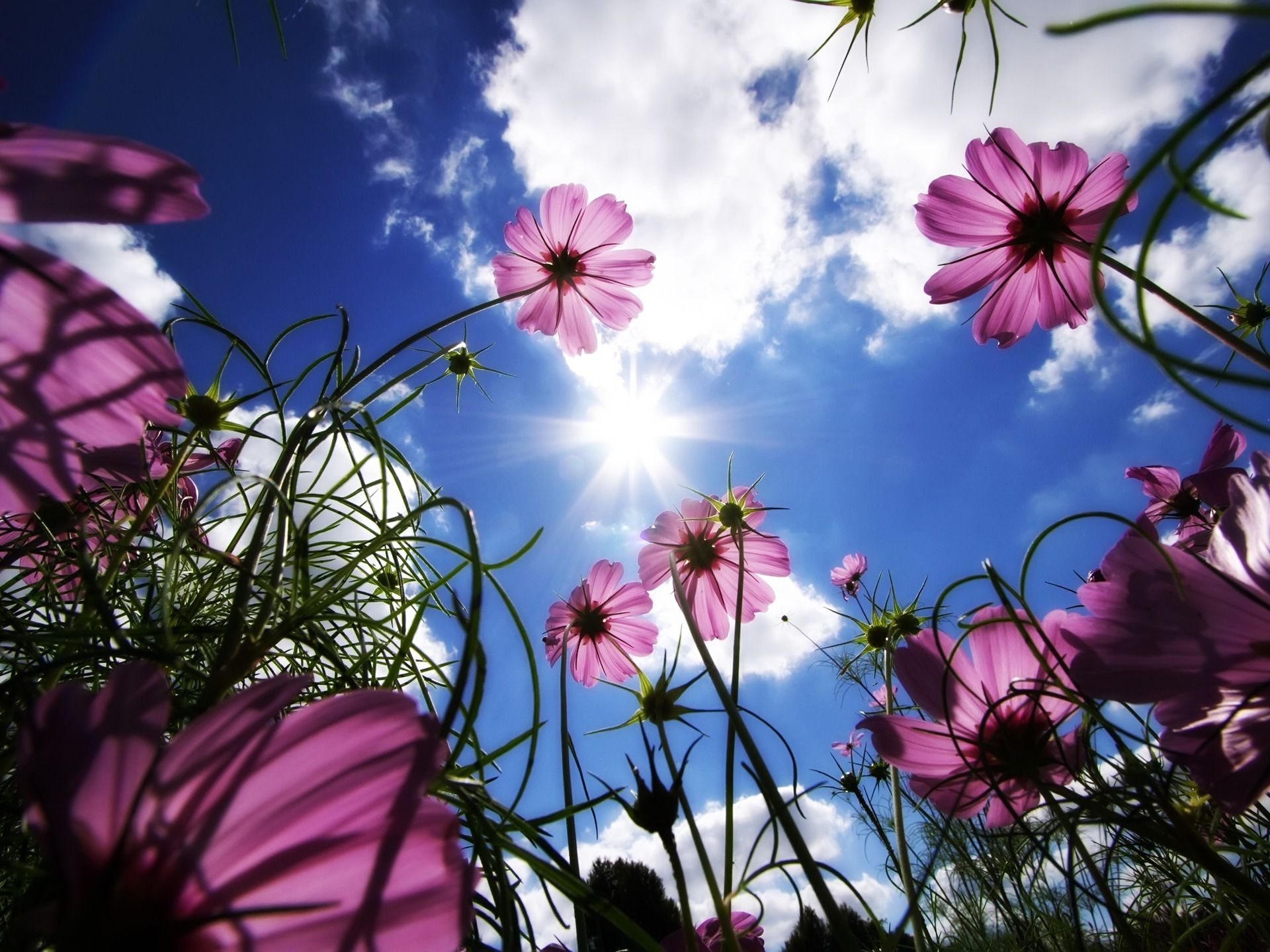 Sunny Flowers Wallpaper Flowers Nature Wallpaper in jpg format for free download