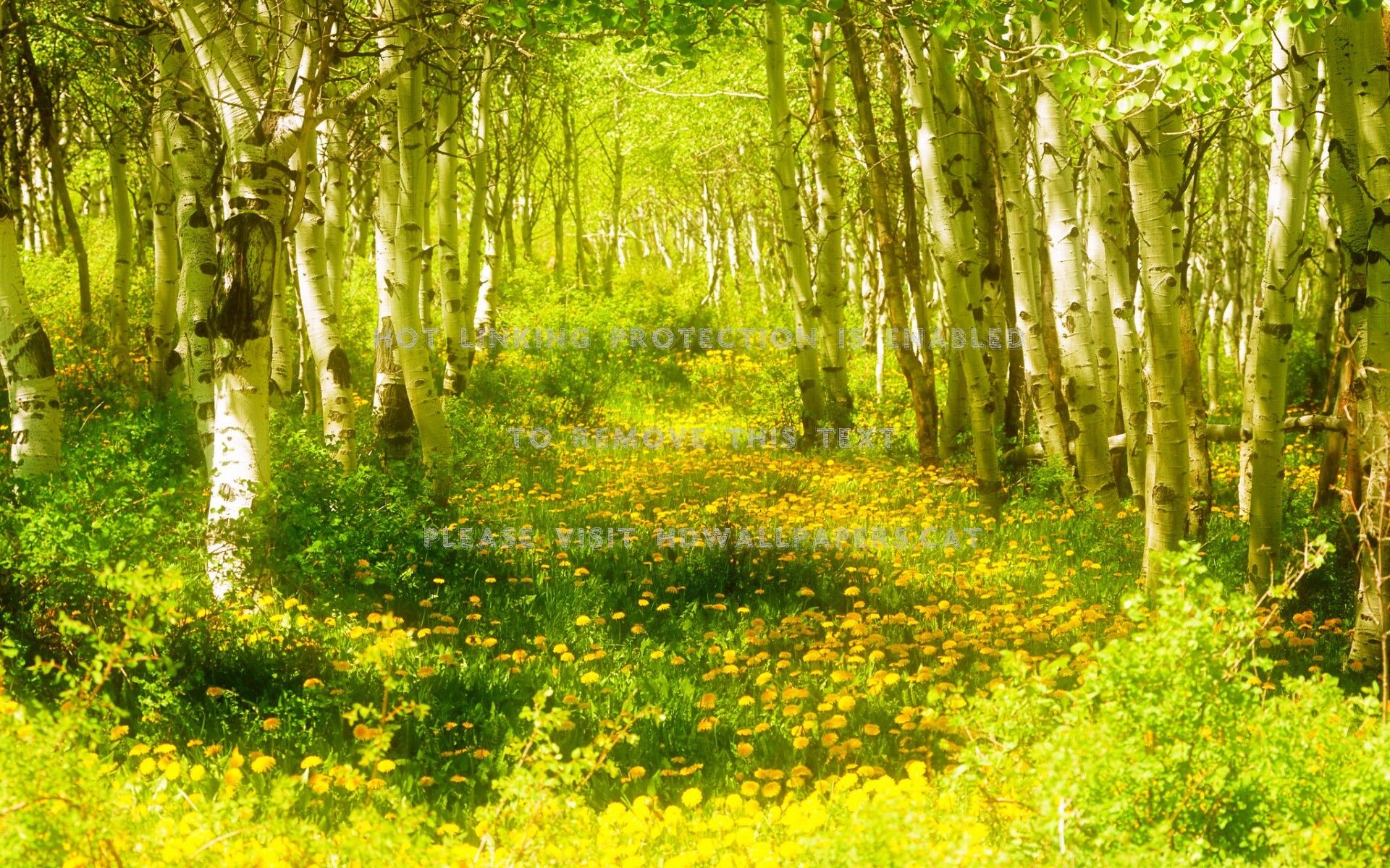 sunny spring forest flowers sunshine birch