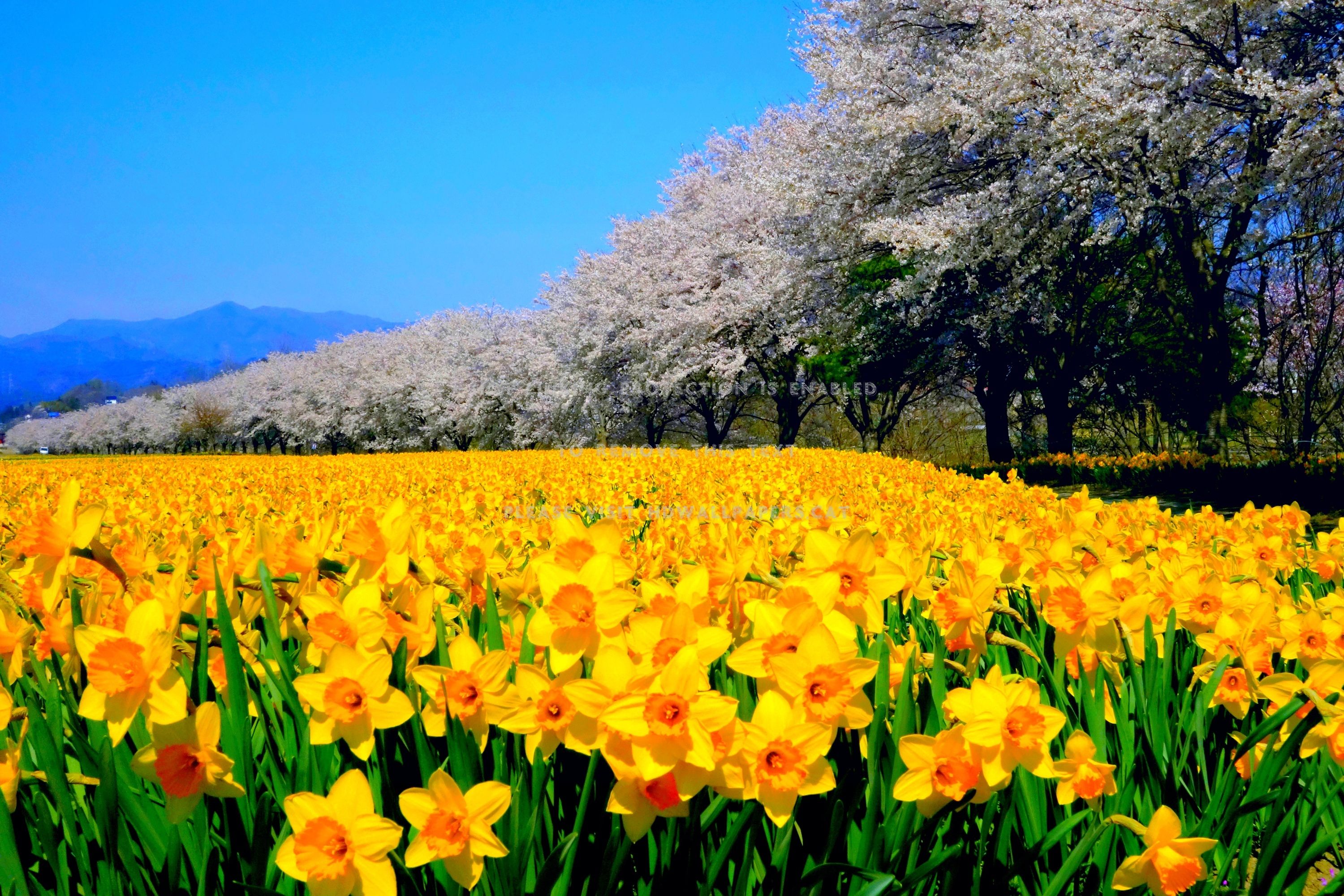 Sunny Spring Flowers Wallpaper