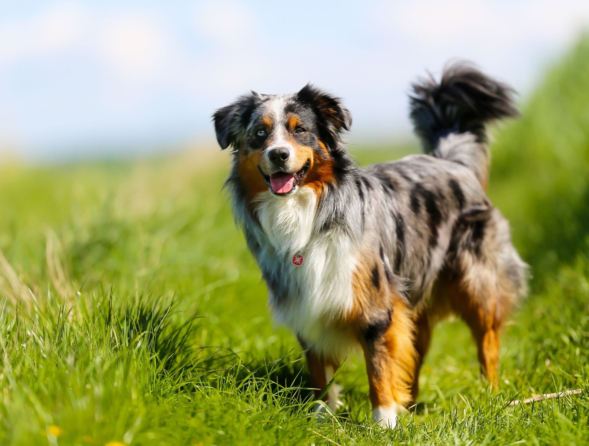 Red Merle Australian Shepherd Wallpapers Wallpaper Cave