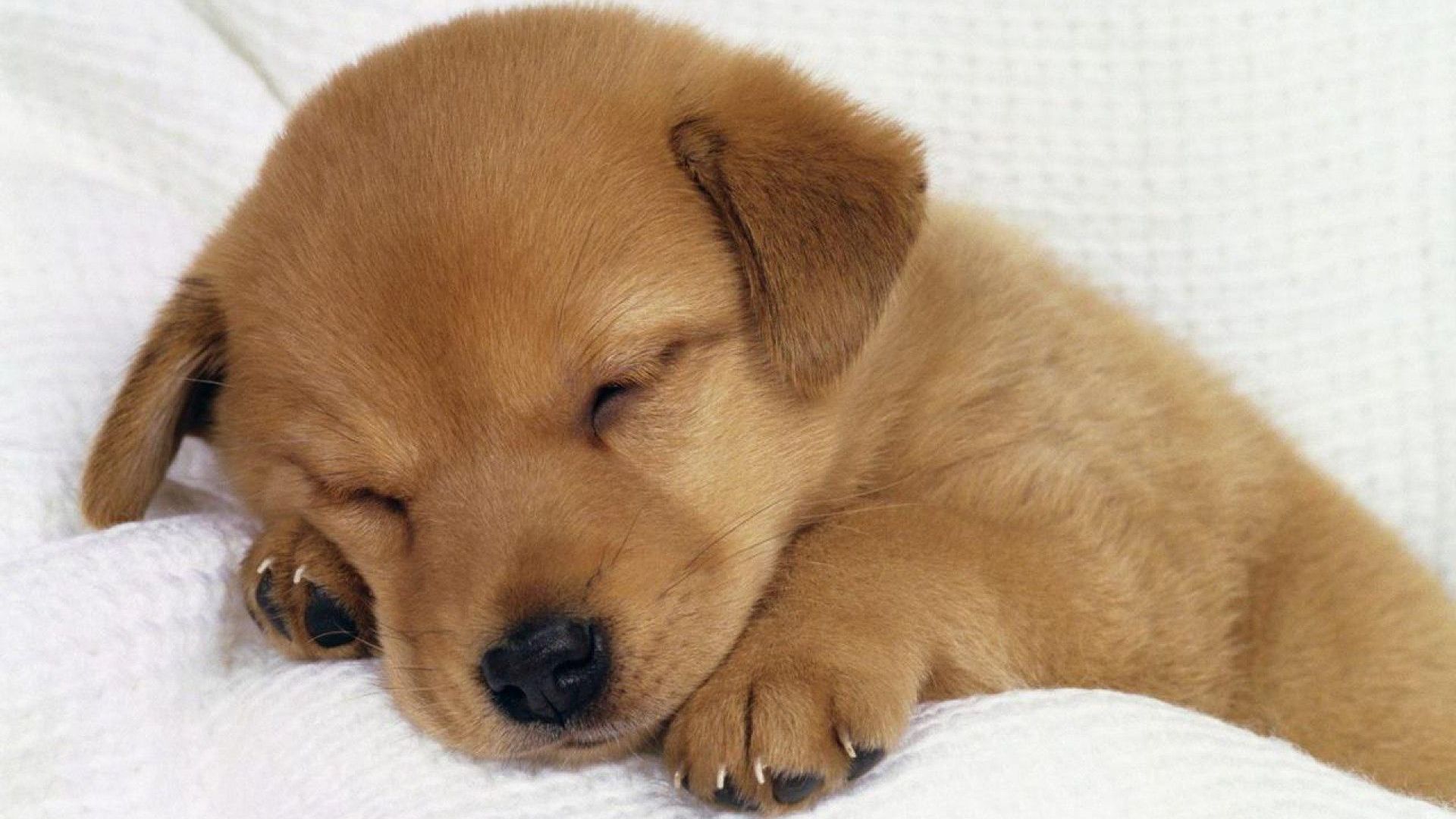 Free download Cute Dog Wallpaper 8694 HD Wallpaper in Animals Imagecicom [1920x1230] for your Desktop, Mobile & Tablet. Explore Cute Pet Wallpaper. Cute Puppies and Dogs Wallpaper, Adorable Puppy