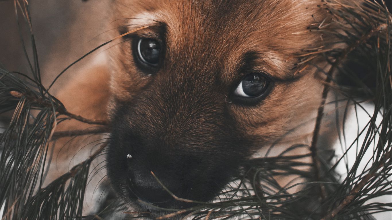 Download wallpaper 1366x768 dog, puppy, cute, eyes tablet, laptop HD background