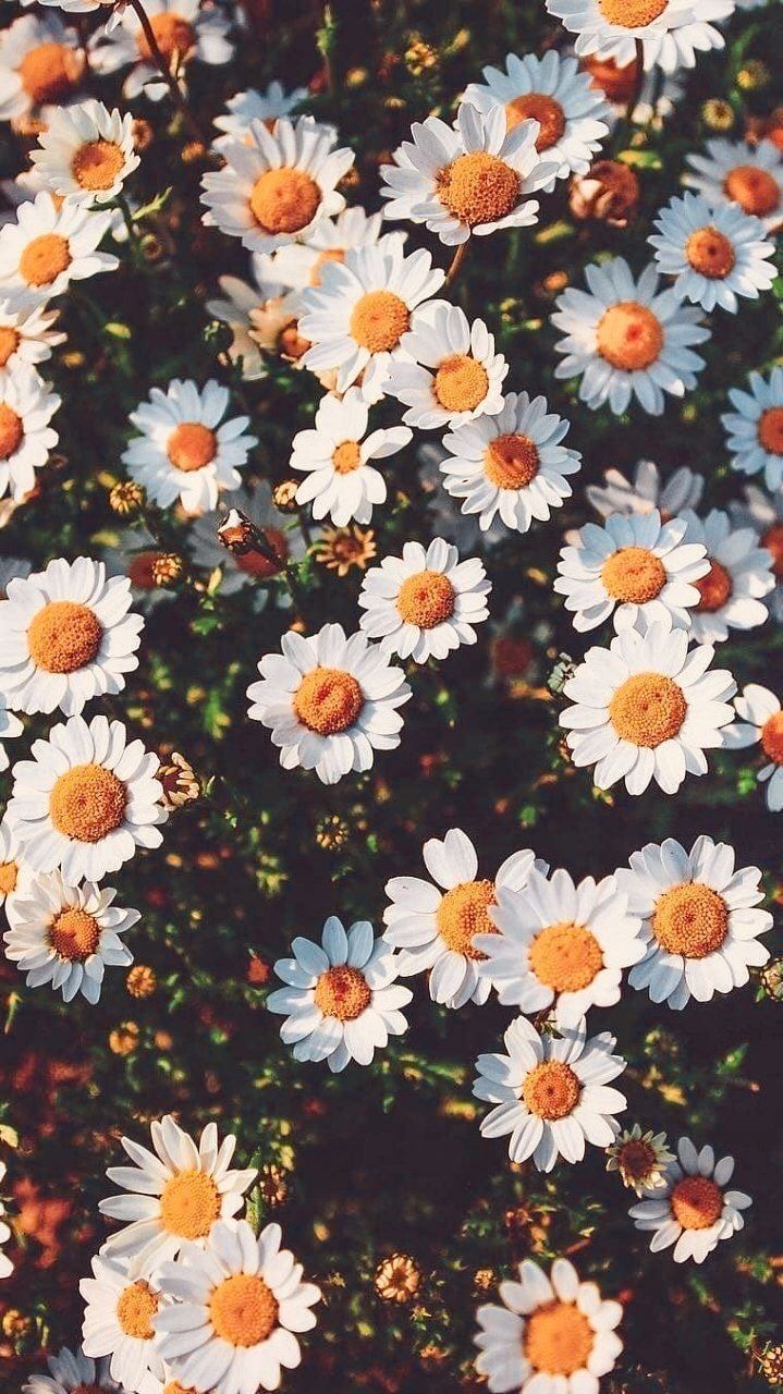 white daisies #summer. Plant wallpaper, Beautiful flowers wallpaper, Flower wallpaper