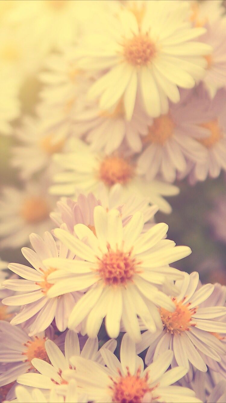 Sunny daisies background. Daisy wallpaper, Pretty wallpaper iphone, Flower background iphone