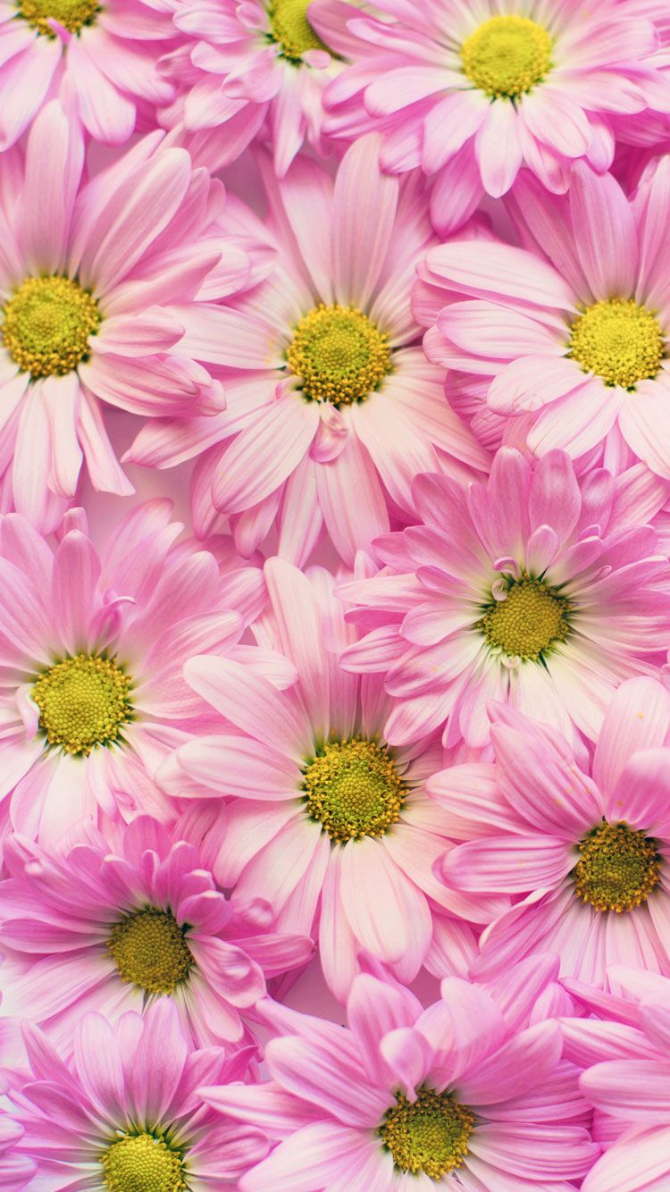 Top iPhone Summer Wallpaper HD Flowers