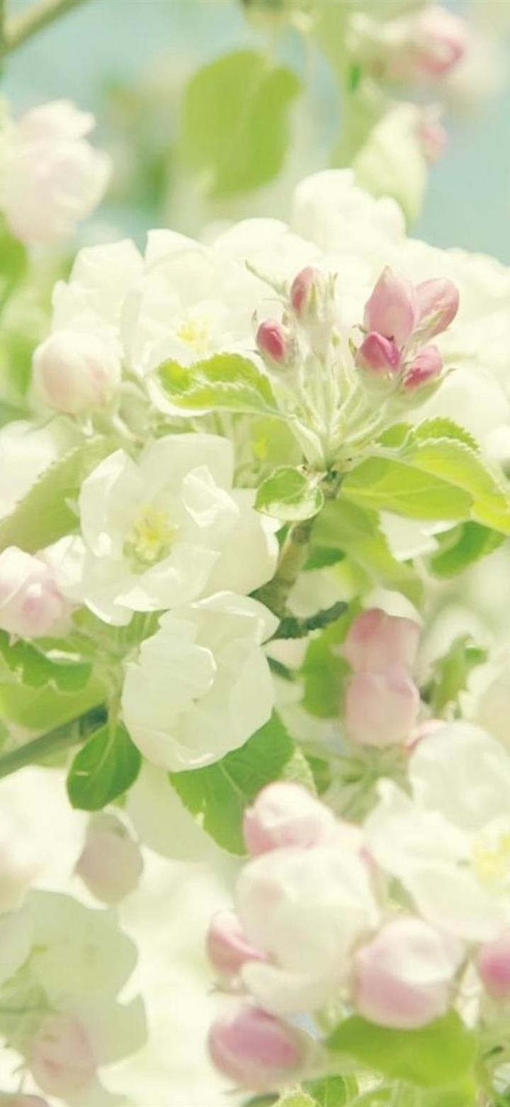 Nature Pure Spring Flower Branch galaxy a10s Wallpaper Download