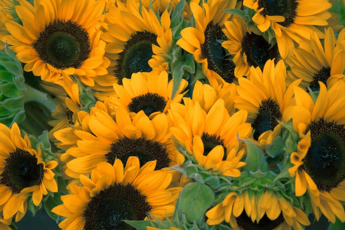 Free Image, sunny, sunflowers, petals, helianthus, floristry, yellow flowers, summer flowers, sunflower field, flowering plant, daisy family, flower bouquet, sunflower seed, annual plant, land plant 3888x2592