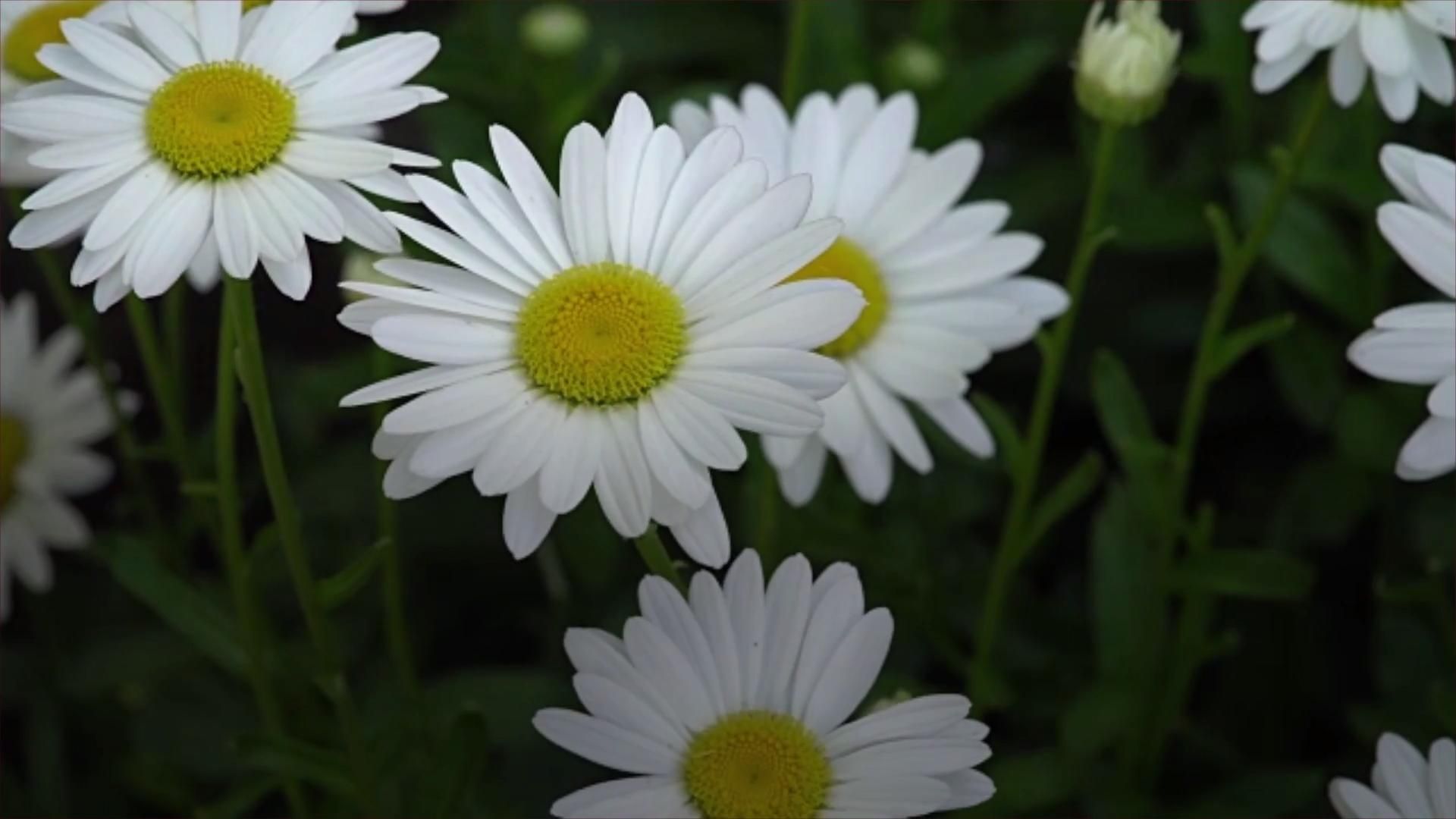 The Shasta Daisy Is the Most Cheerful Summertime Flower