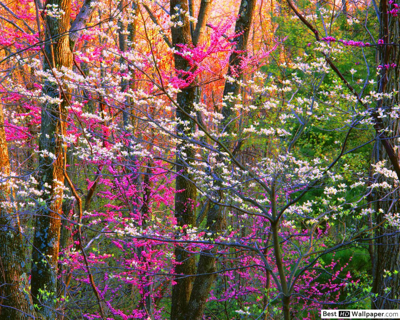 Color Flowers of the forest on Spring time HD wallpaper download