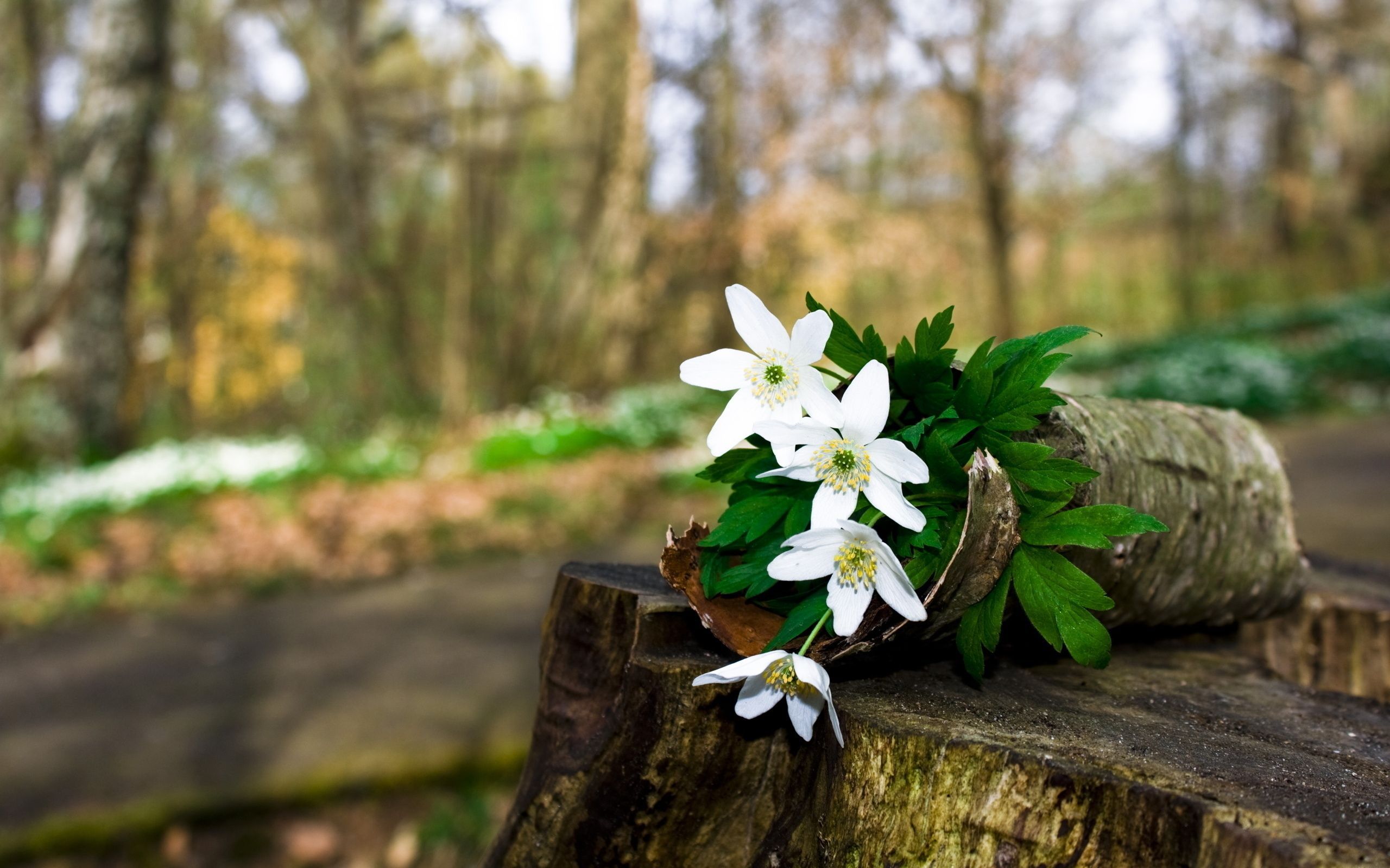 1302868318_16_nevseoboi.com. (2560×1600). Spring blooming flowers, Forest flowers, Beautiful flowers wallpaper