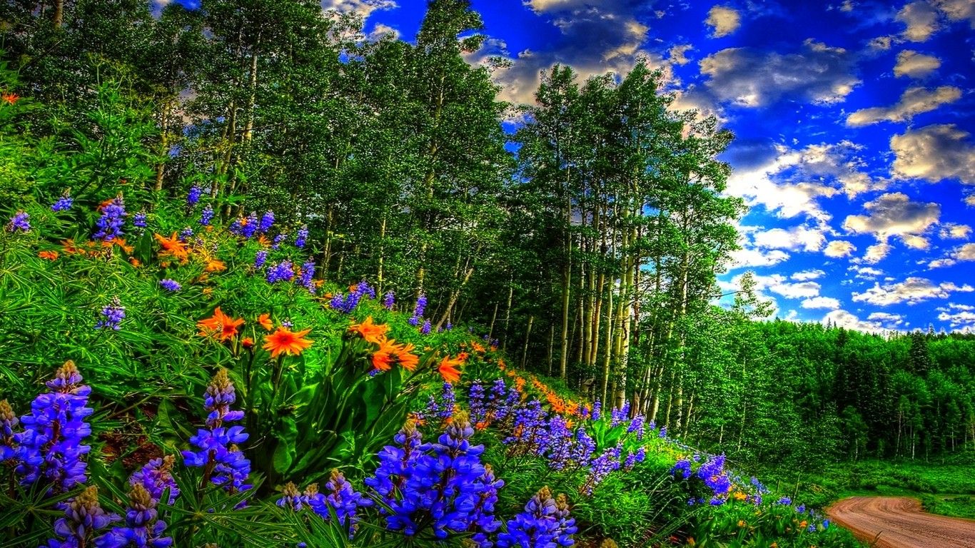 Spring Forest Sky Clouds Flowers Forest Road Wallpaper, Wallpaper13.com