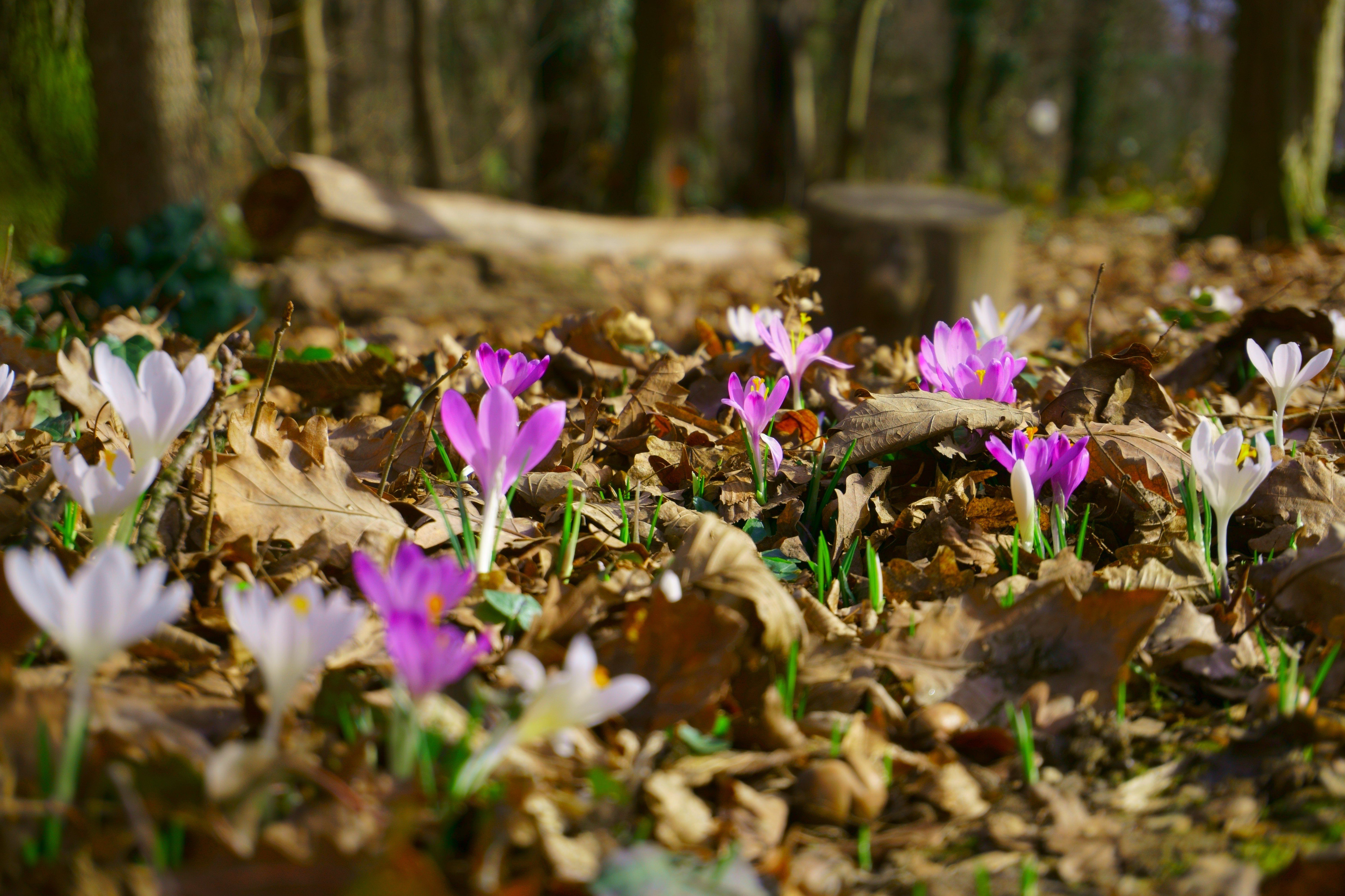 Wallpaper, 6000x4000 px, flowers, forest, spring 6000x4000