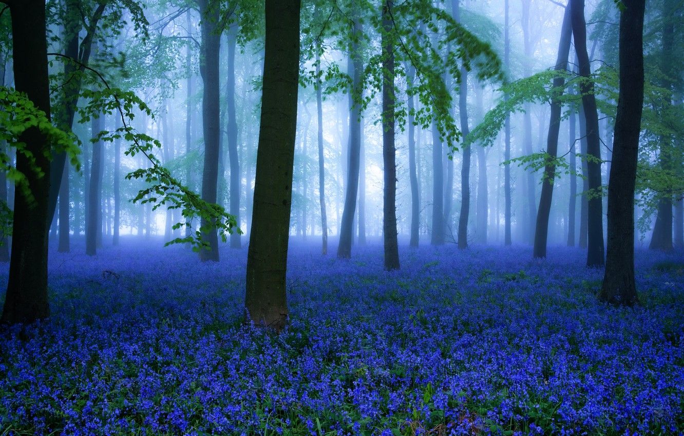 Wallpaper forest, flowers, spring, Misty Bluebells image for desktop, section природа