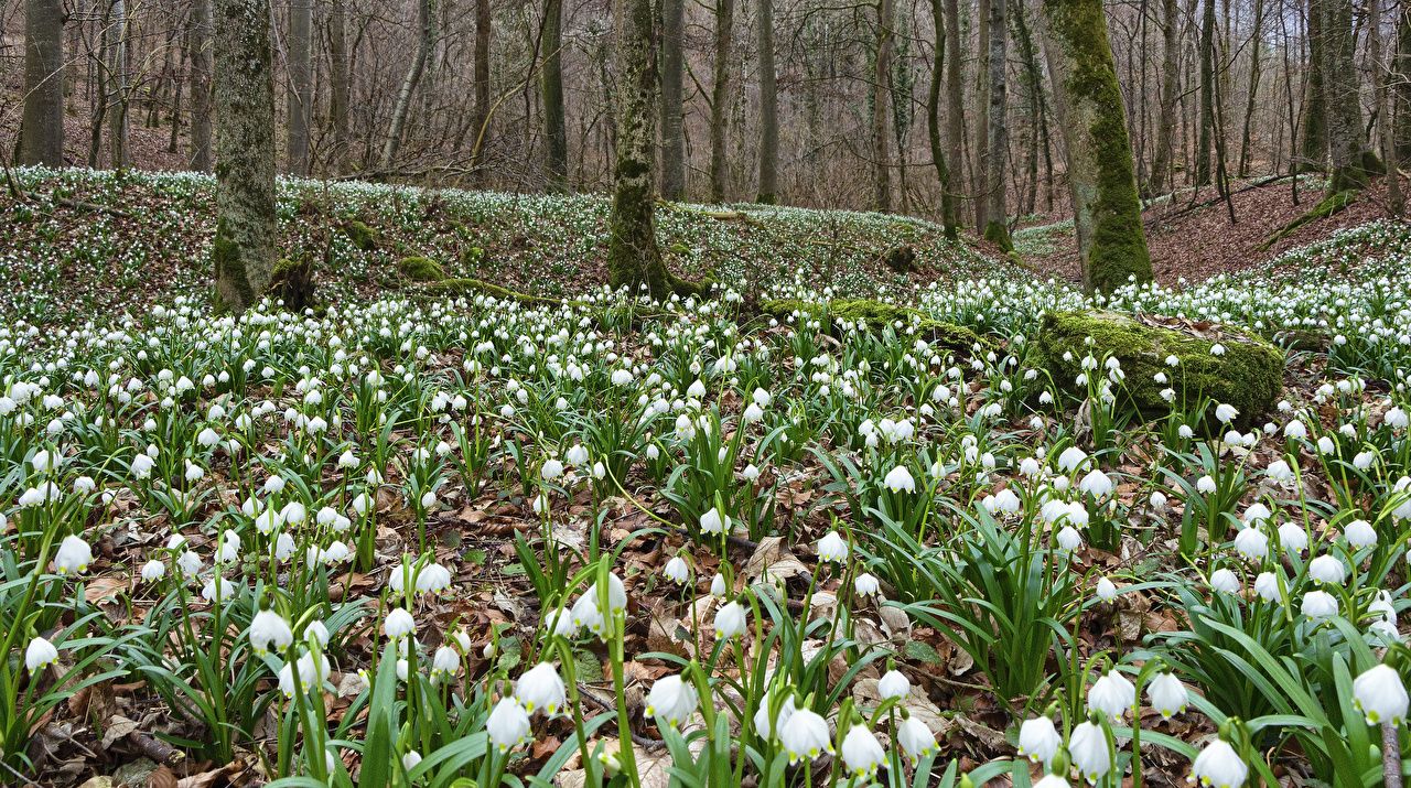Wallpaper Spring Forests Flowers Snowdrops Moss Many
