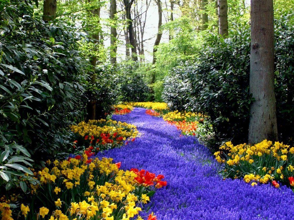 Flower river, Flower, forest, garden, nature, tree 160063. Spring flowers wallpaper, Free spring wallpaper, Beautiful flowers