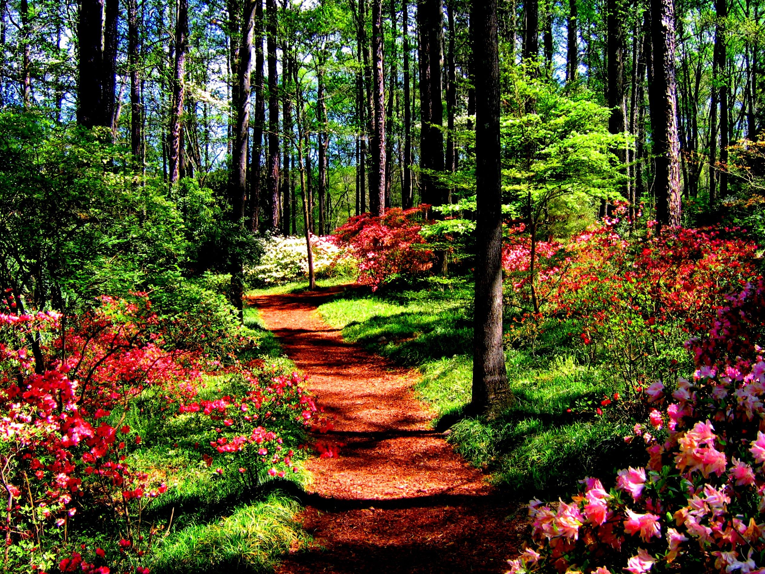 Beautiful Forest with Flowers