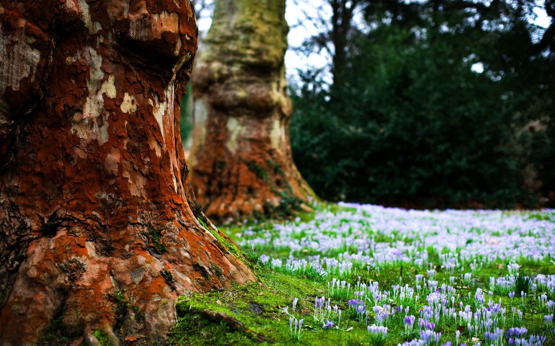 Beautiful Forests With Flowers