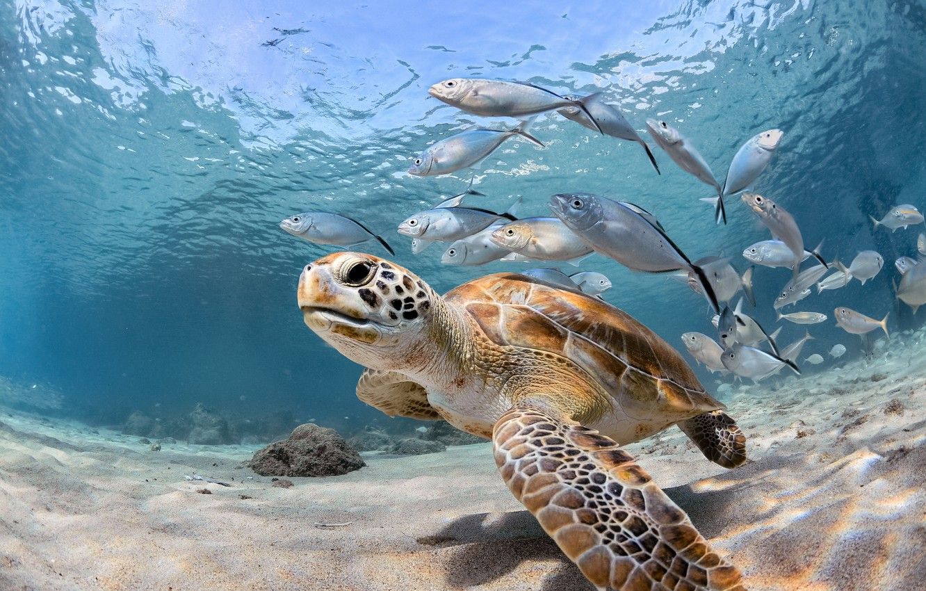 Wallpaper sea, fish, the ocean, turtle, under water image for desktop, section животные