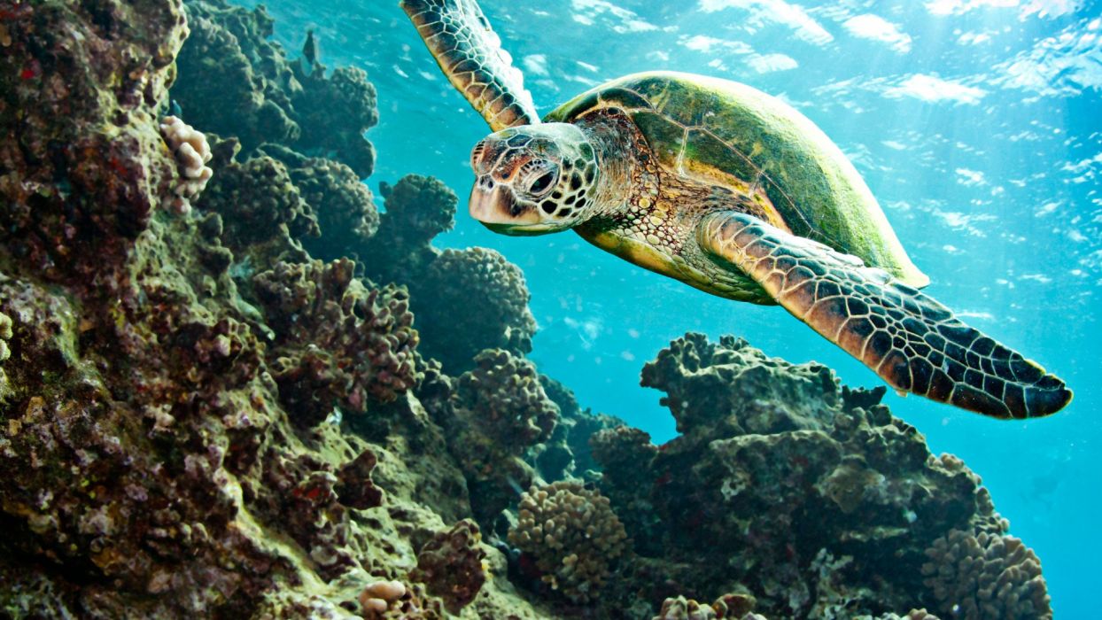 Turtle Tortoise Underwater Ocean wallpaperx1080