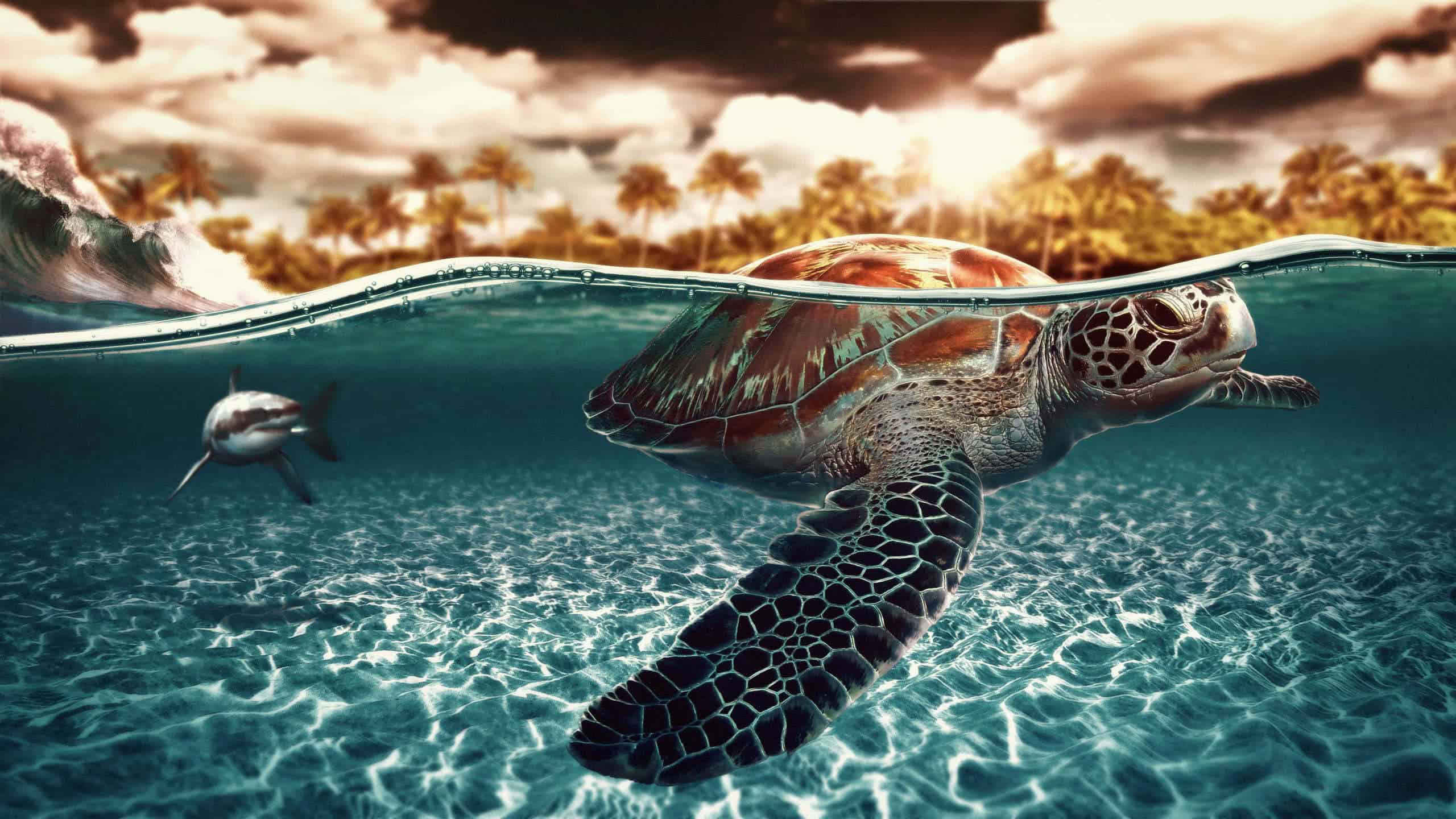 Sea Turtle WQHD 1440p Wallpaper