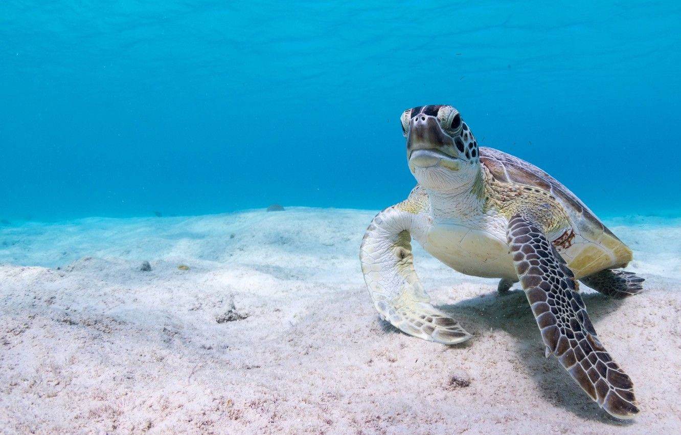 Photo Wallpaper Sea, Water, Background, Blue, Turtle, Turtle Background HD Wallpaper