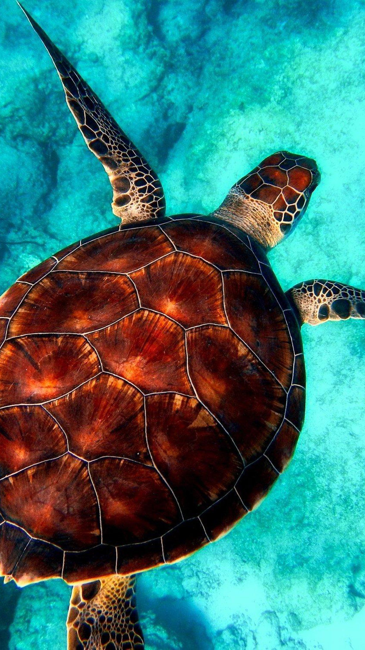 Sea Turtles Wallpaper