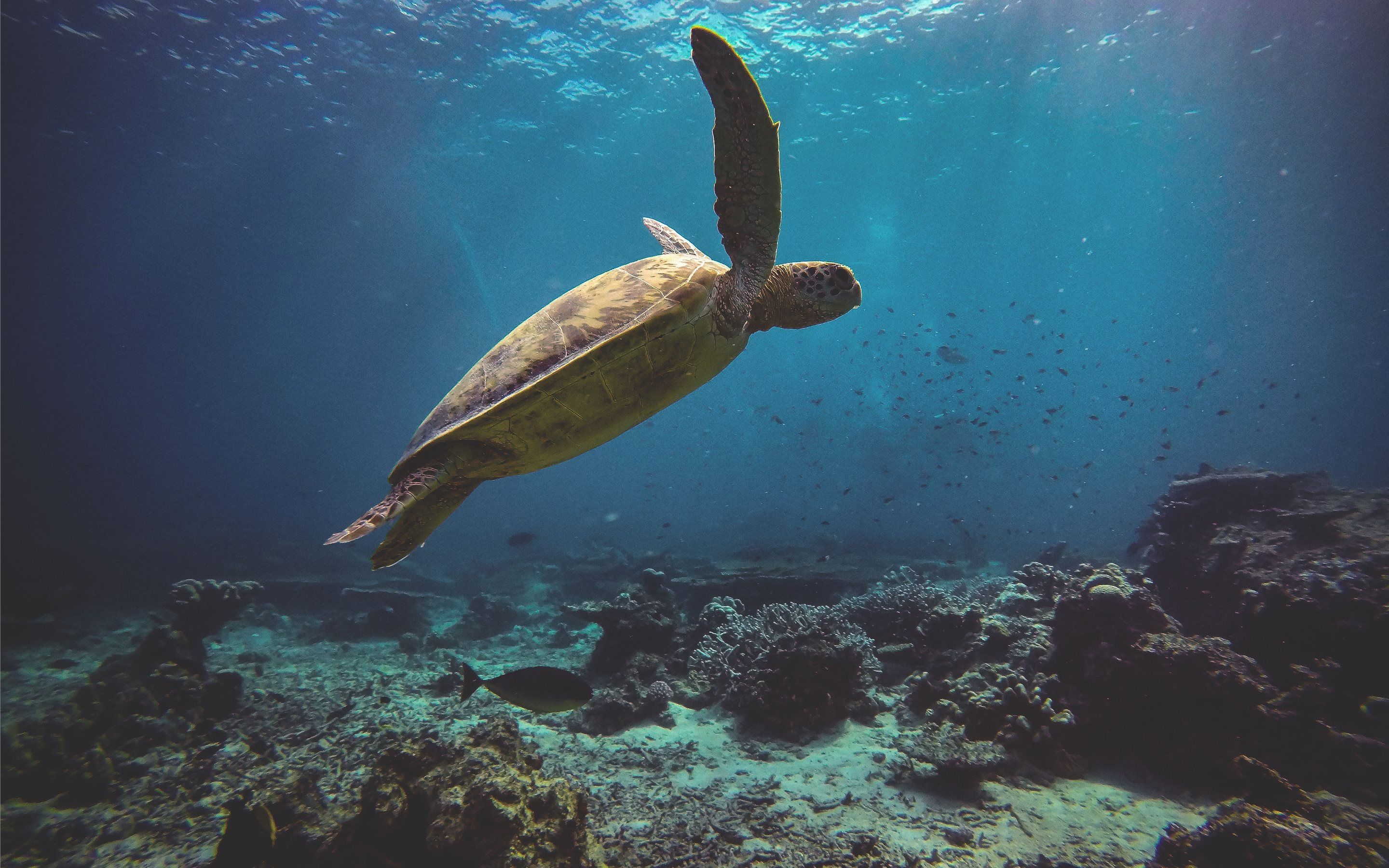 A green sea turtle glidin. MacBook Air Wallpaper Download