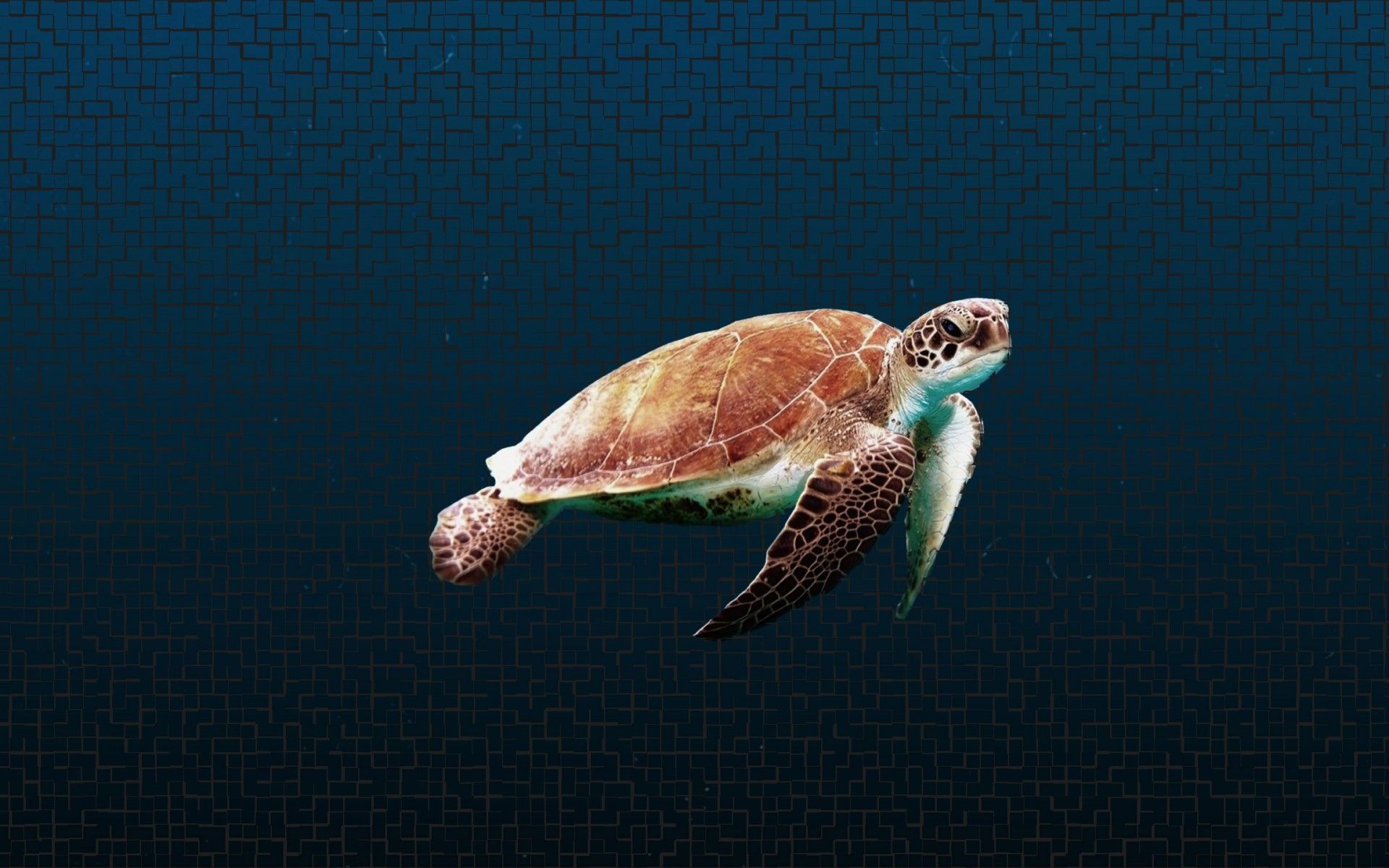 Sea Turtle Background HD Wallpaper 79134