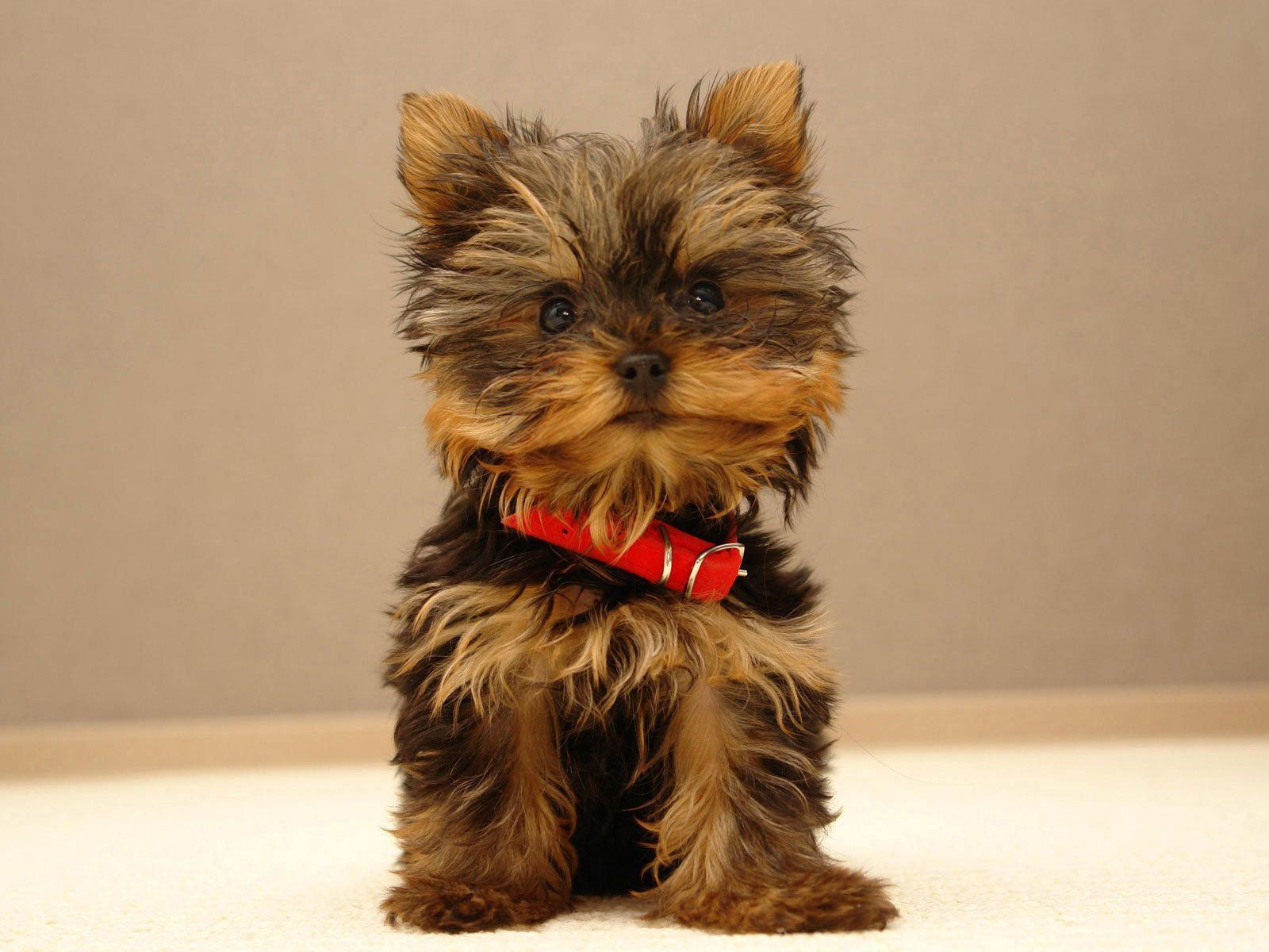 1080p HD Yorkie Wallpaper High Quality Desktop, iphone and android and Wallpaper. Animals Wa. Cute puppy wallpaper, Cute small dogs, Puppy wallpaper