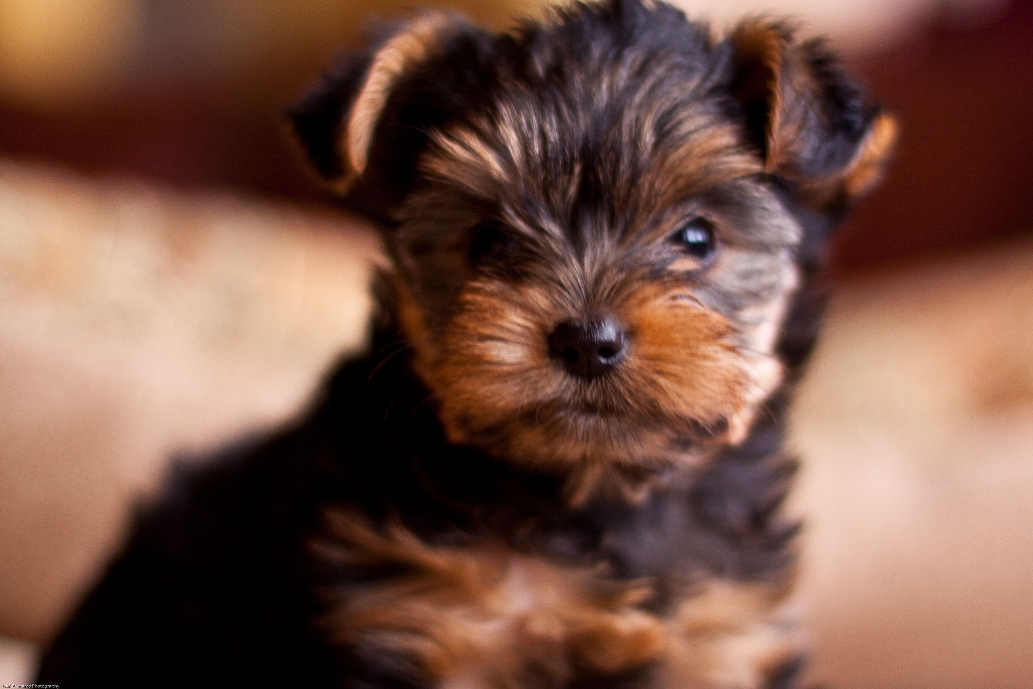 Teacup Yorkie Christmas Yorkie Wallpaper