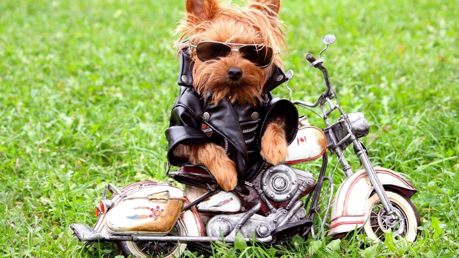 Cute Cool Background 4. Biker dog, Cute funny animals, Cute dogs