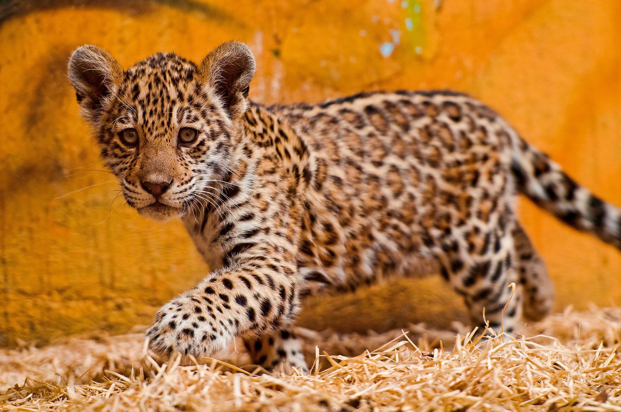 Differences Between Leopards, Jaguars, and Cheetahs