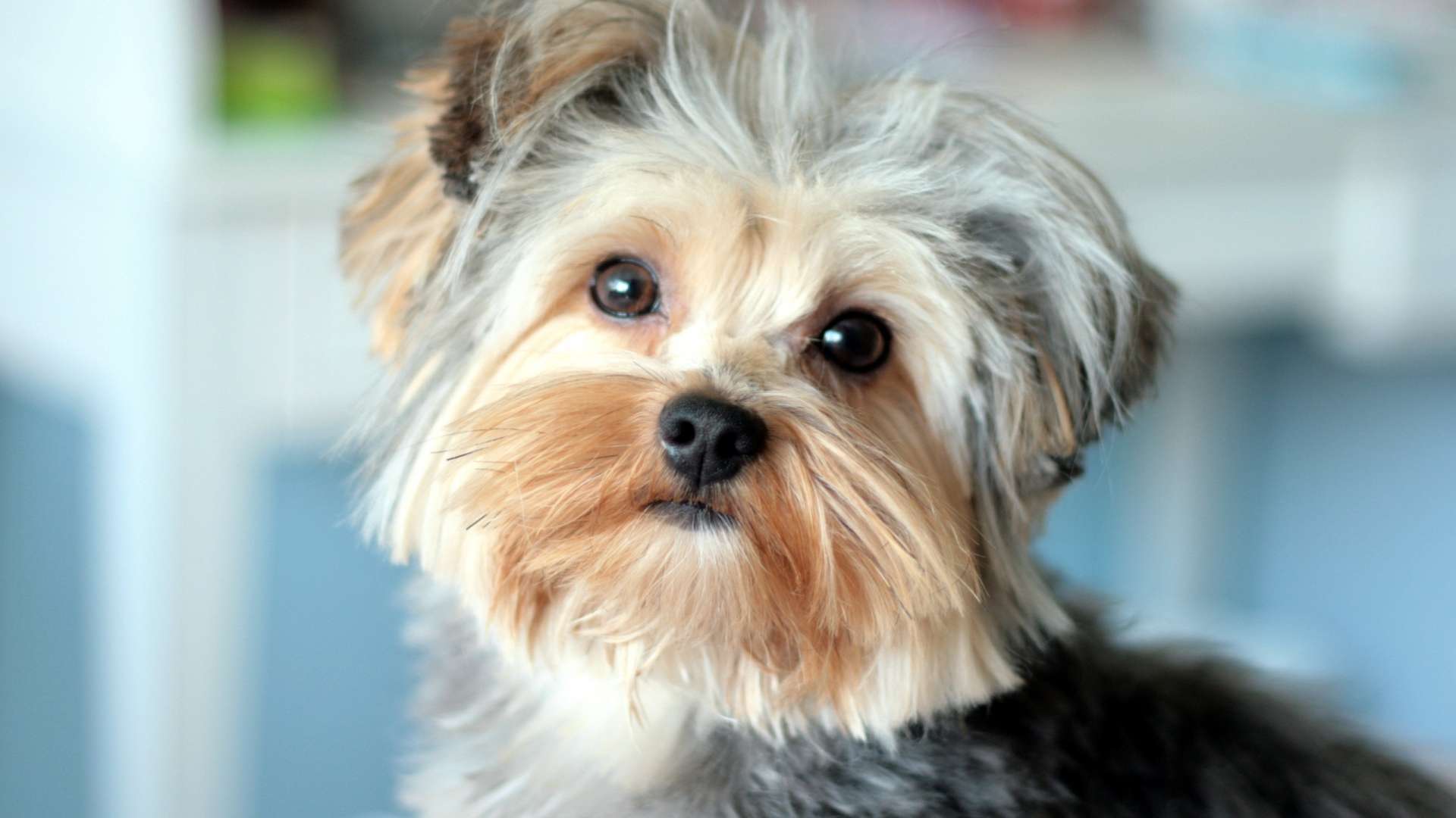 Cute Puppy Yorkshire Terrier HD Wallpaper