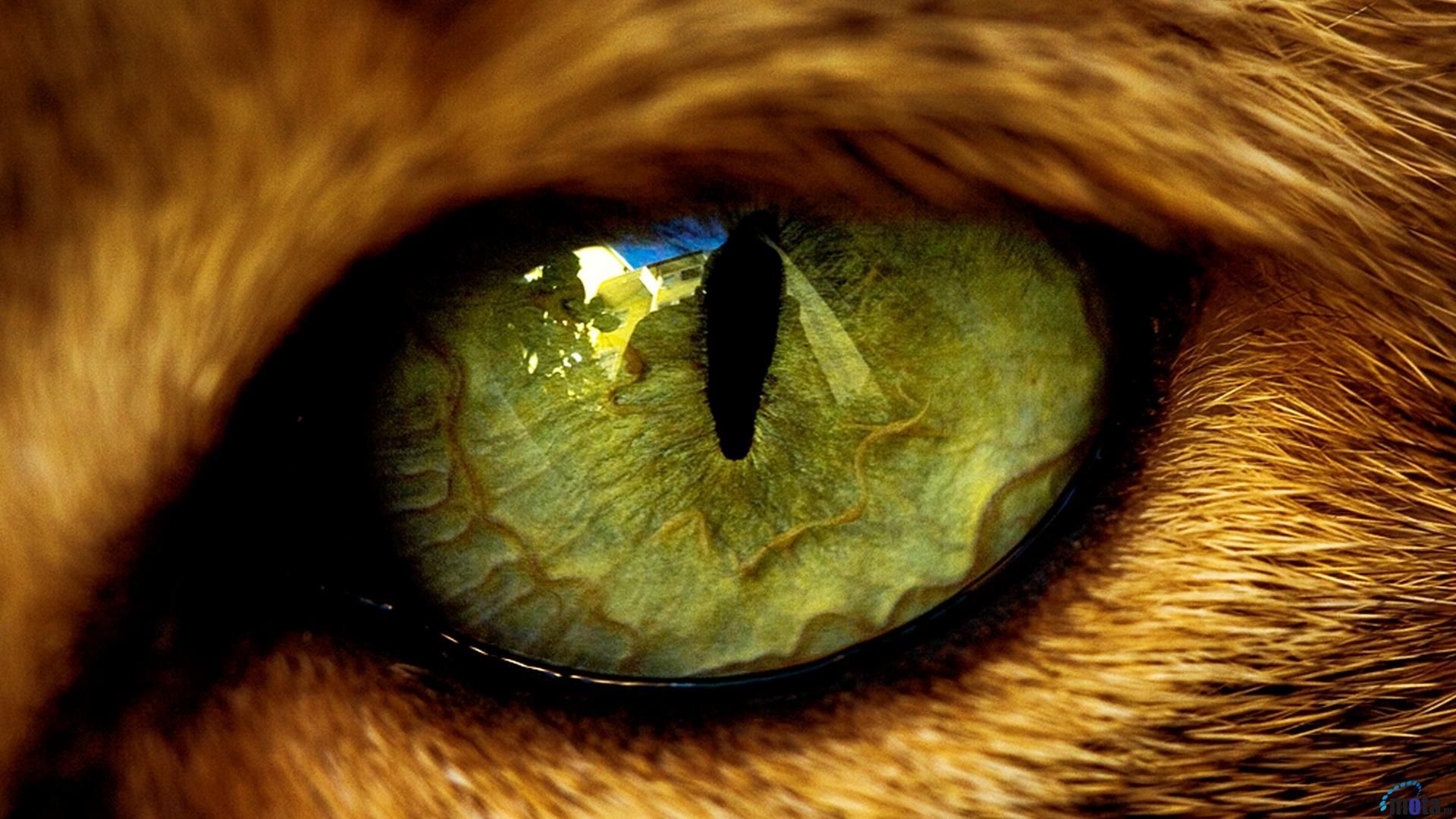 cat eye. Lion eyes, Eyes wallpaper, Wild eyes