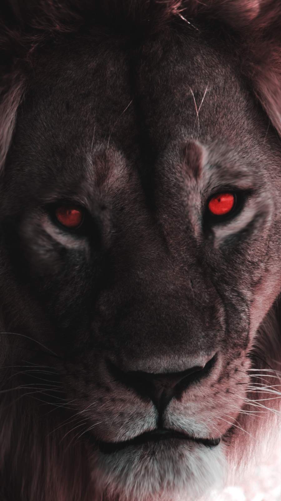 Lion Eyes iPhone Wallpaper Wallpaper, iPhone Wallpaper