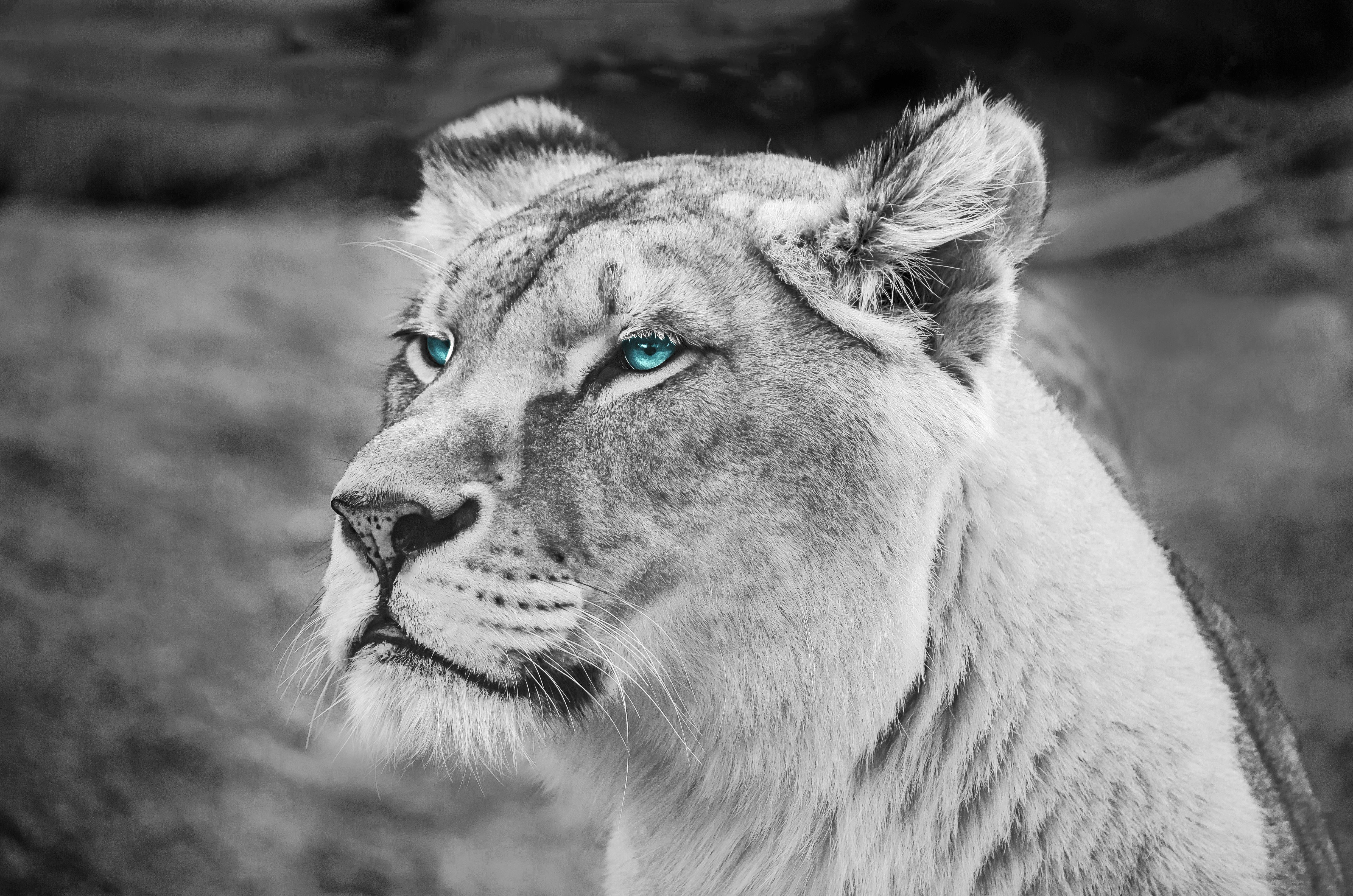 Lion Blue Eyes Monochrome 5k, HD Animals, 4k Wallpaper, Image, Background, Photo and Picture