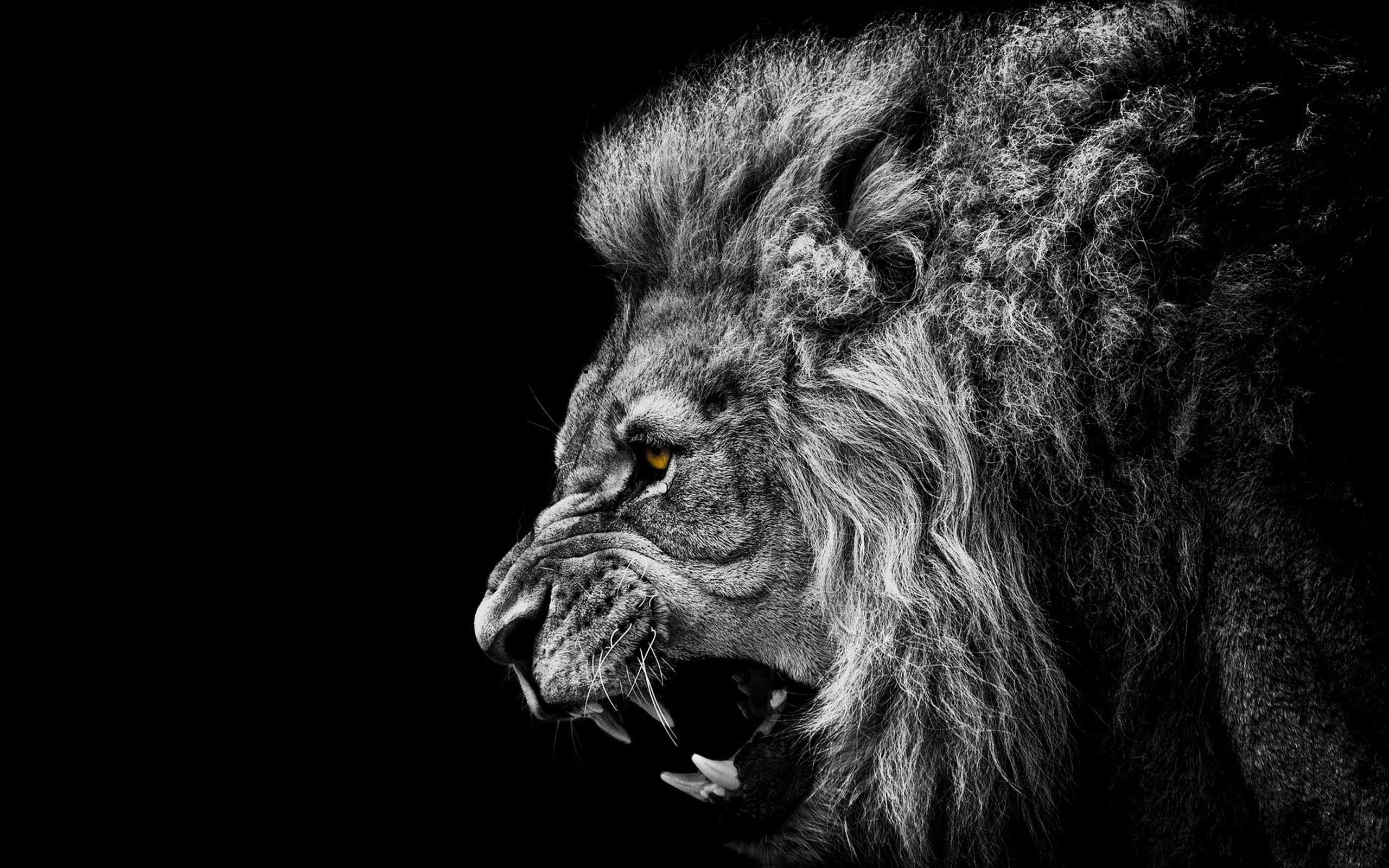 Wallpaper, face, animals, artwork, lion, wildlife, Africa, big cats, whiskers, head, roar, darkness, 2560x1600 px, computer wallpaper, black and white, monochrome photography, close up, cat like mammal, snout, carnivoran, organism, stock
